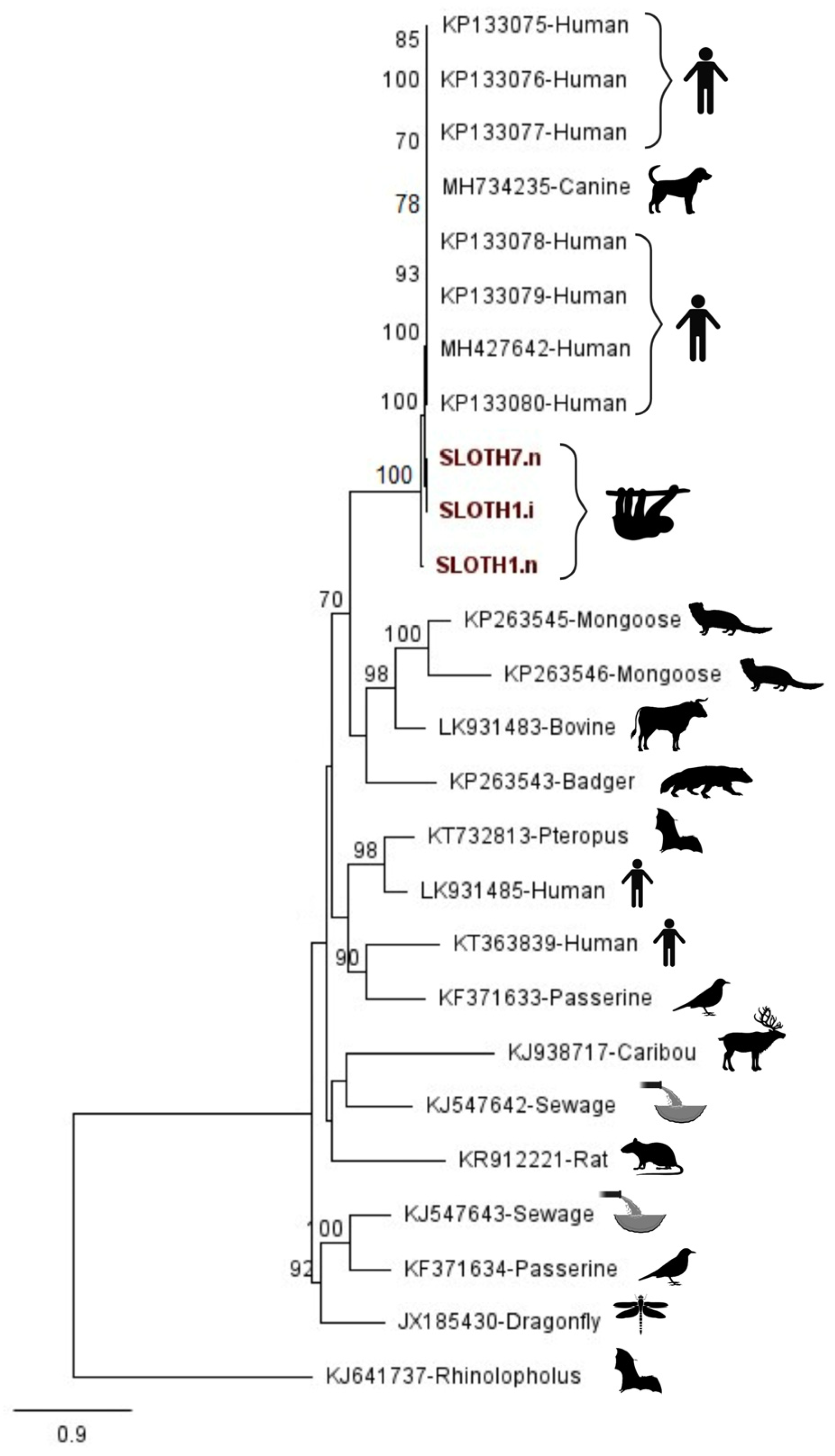 Viruses 15 01399 g001