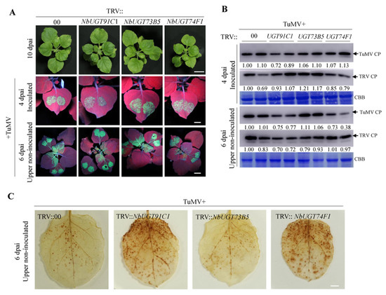 Proteomics Identified UDP-Glycosyltransferase Family Members