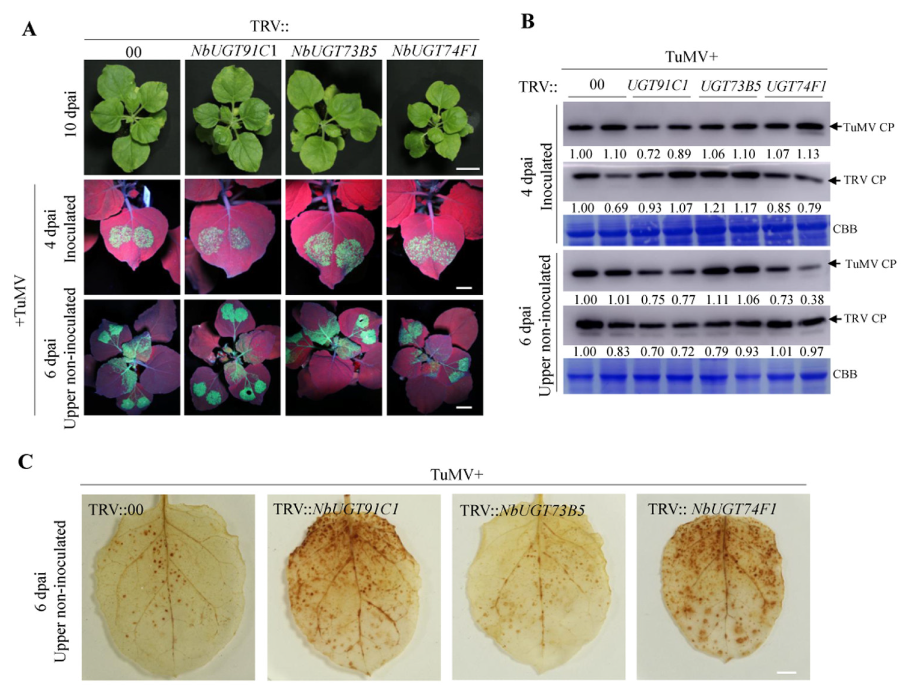 Viruses | Free Full-Text | Proteomics Identified UDP 