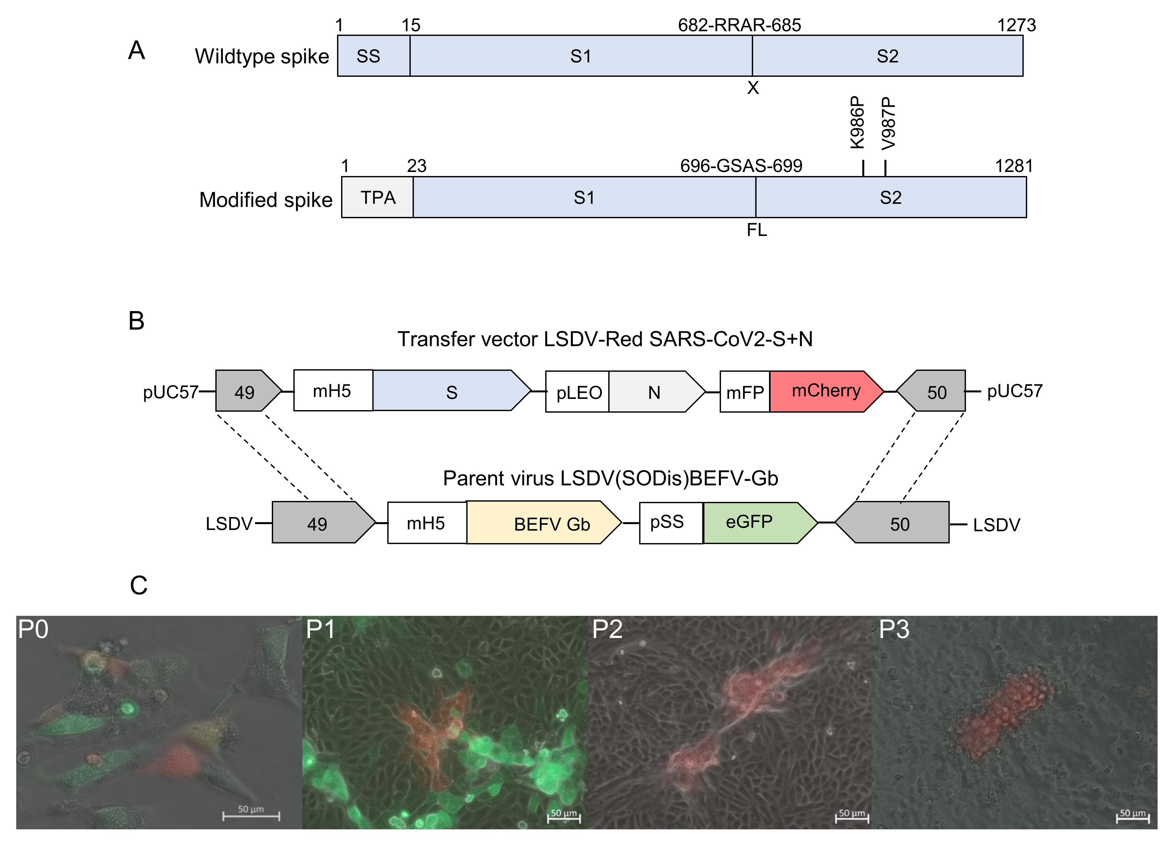 Viruses 15 01409 g001