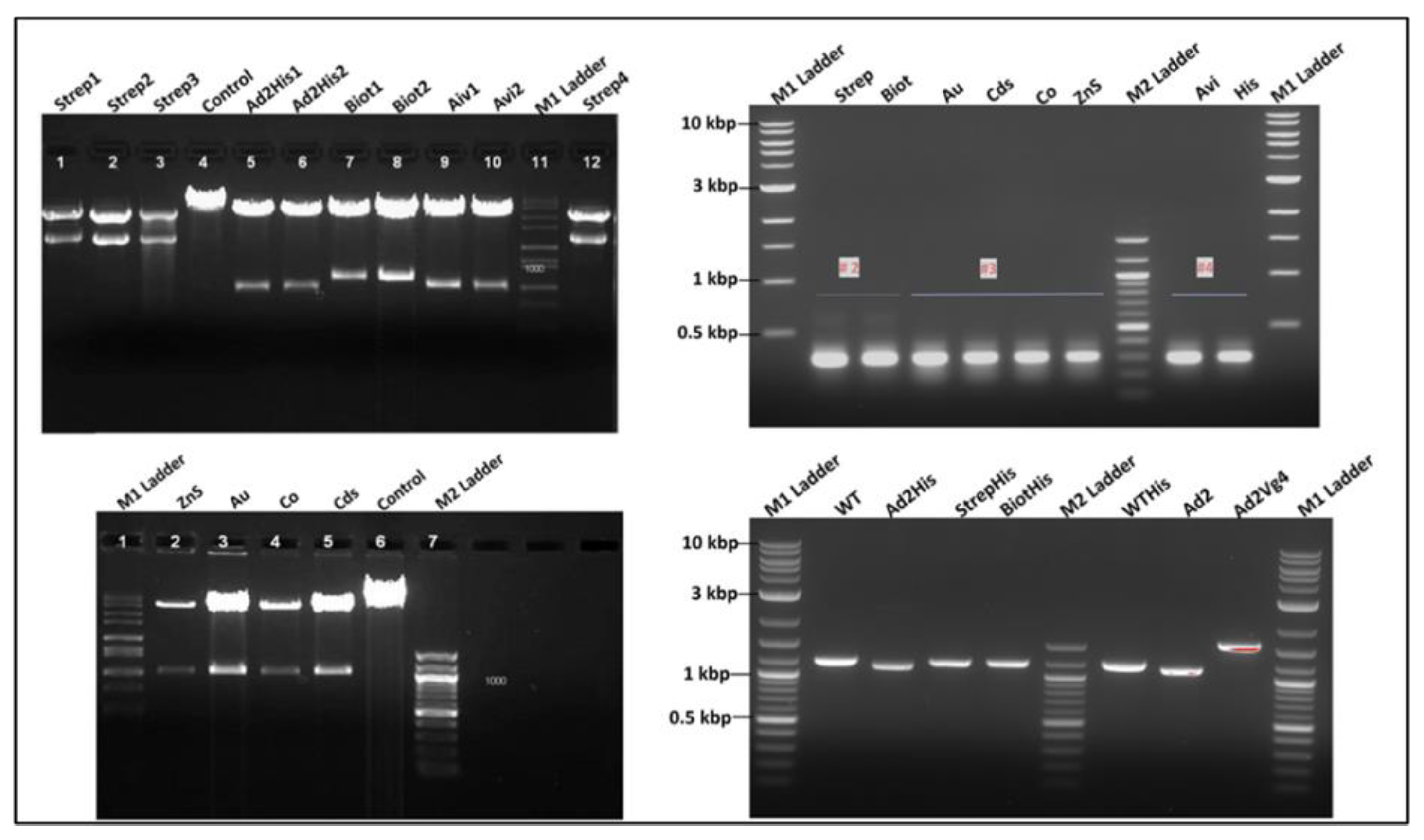 Viruses 15 01414 g005 Viruses 15 01414 g005
