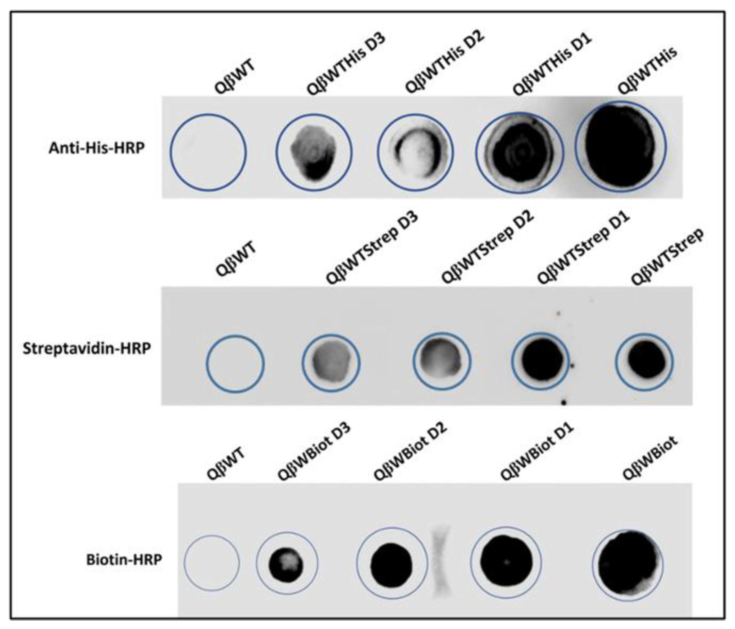 Viruses 15 01414 g007 Viruses 15 01414 g007