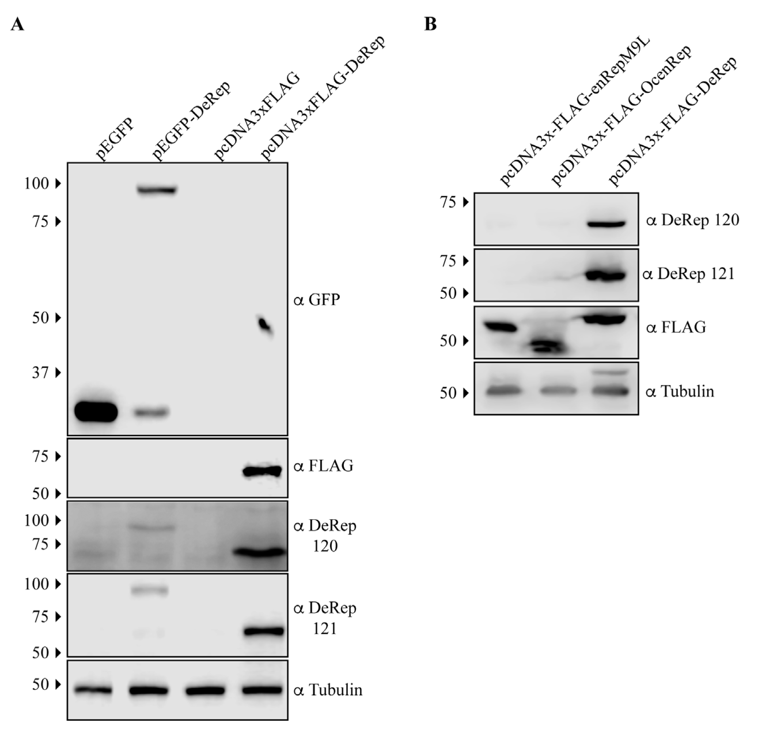 Viruses 15 01420 g001 Viruses 15 01420 g001