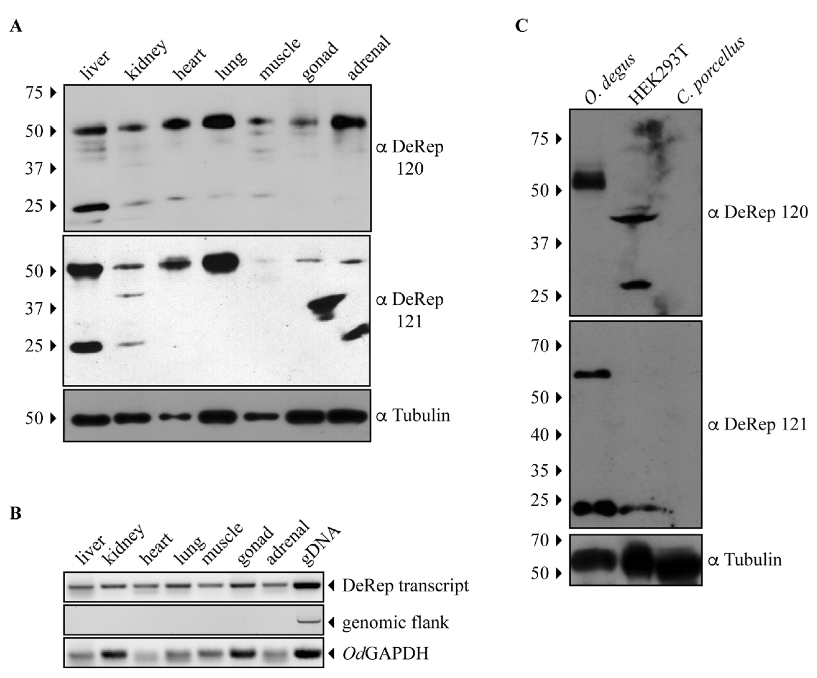 Viruses 15 01420 g002 Viruses 15 01420 g002