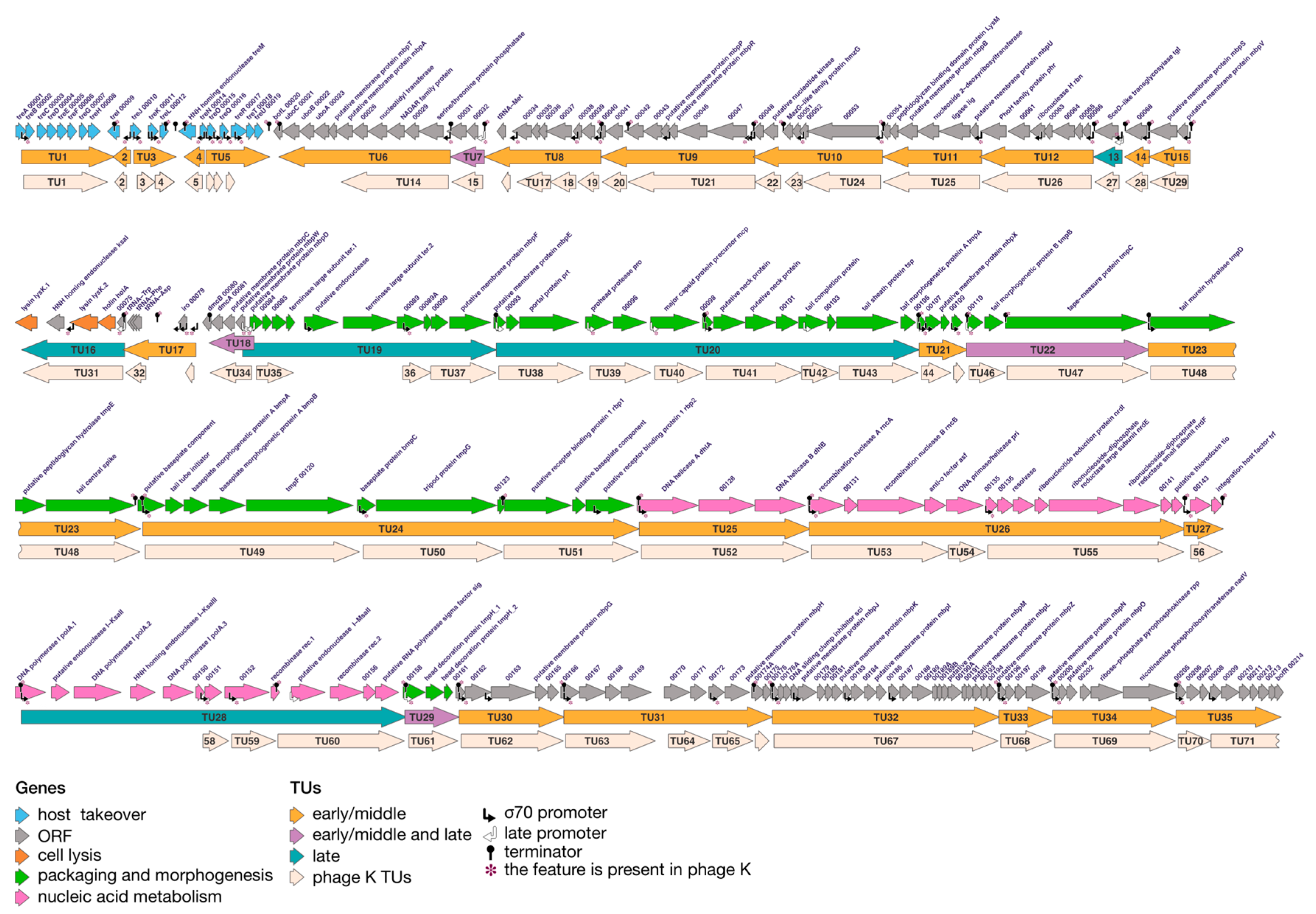 Viruses 15 01427 g004 Viruses 15 01427 g004