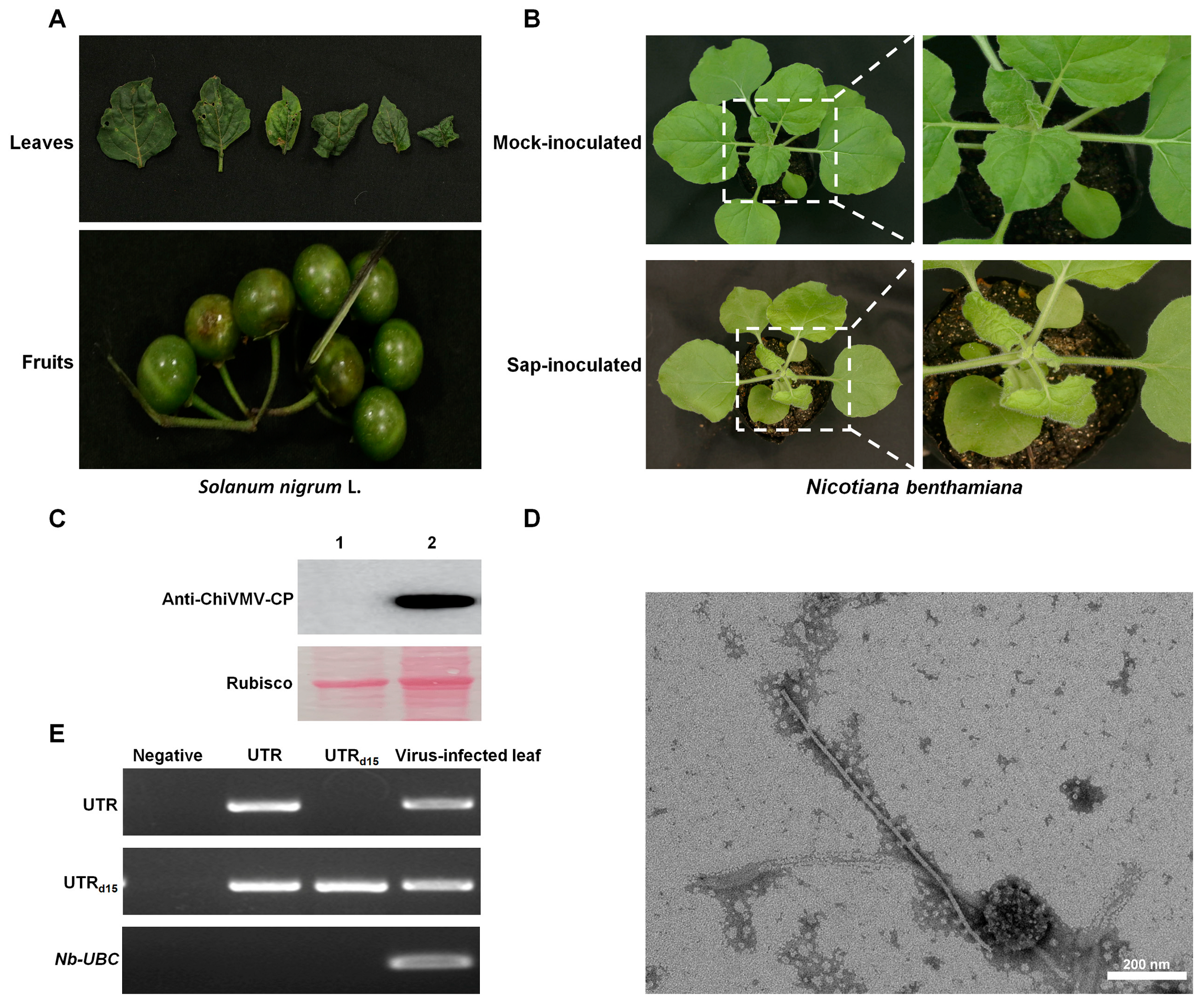 Viruses 15 01428 g001