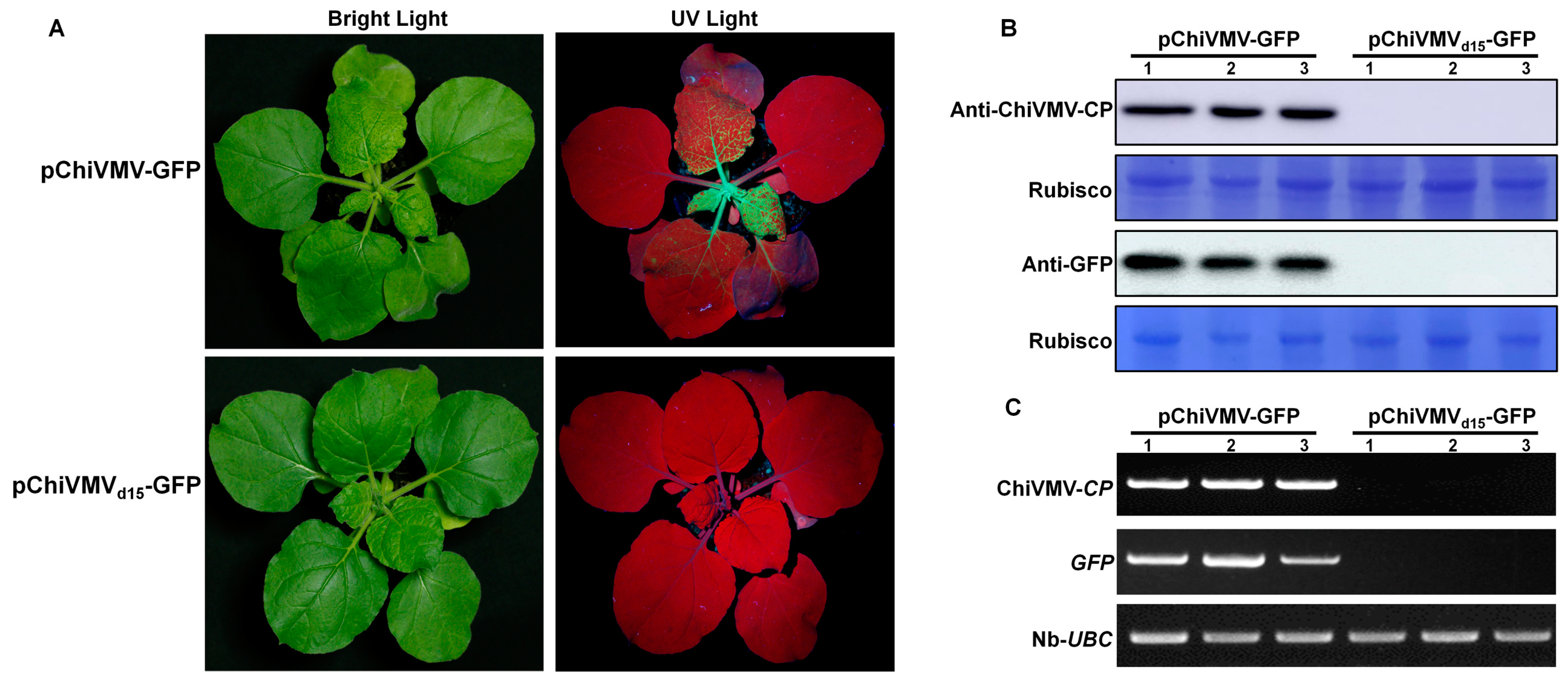Viruses 15 01428 g004