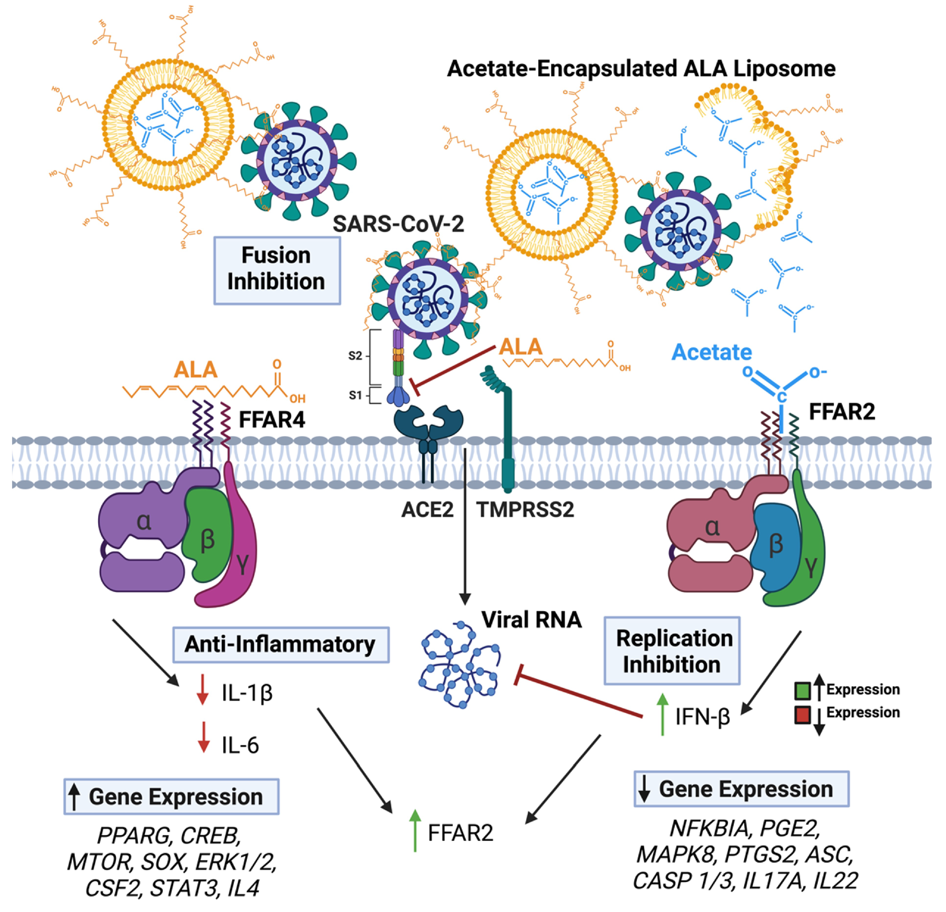 Viruses 15 01429 g007 Viruses 15 01429 g007