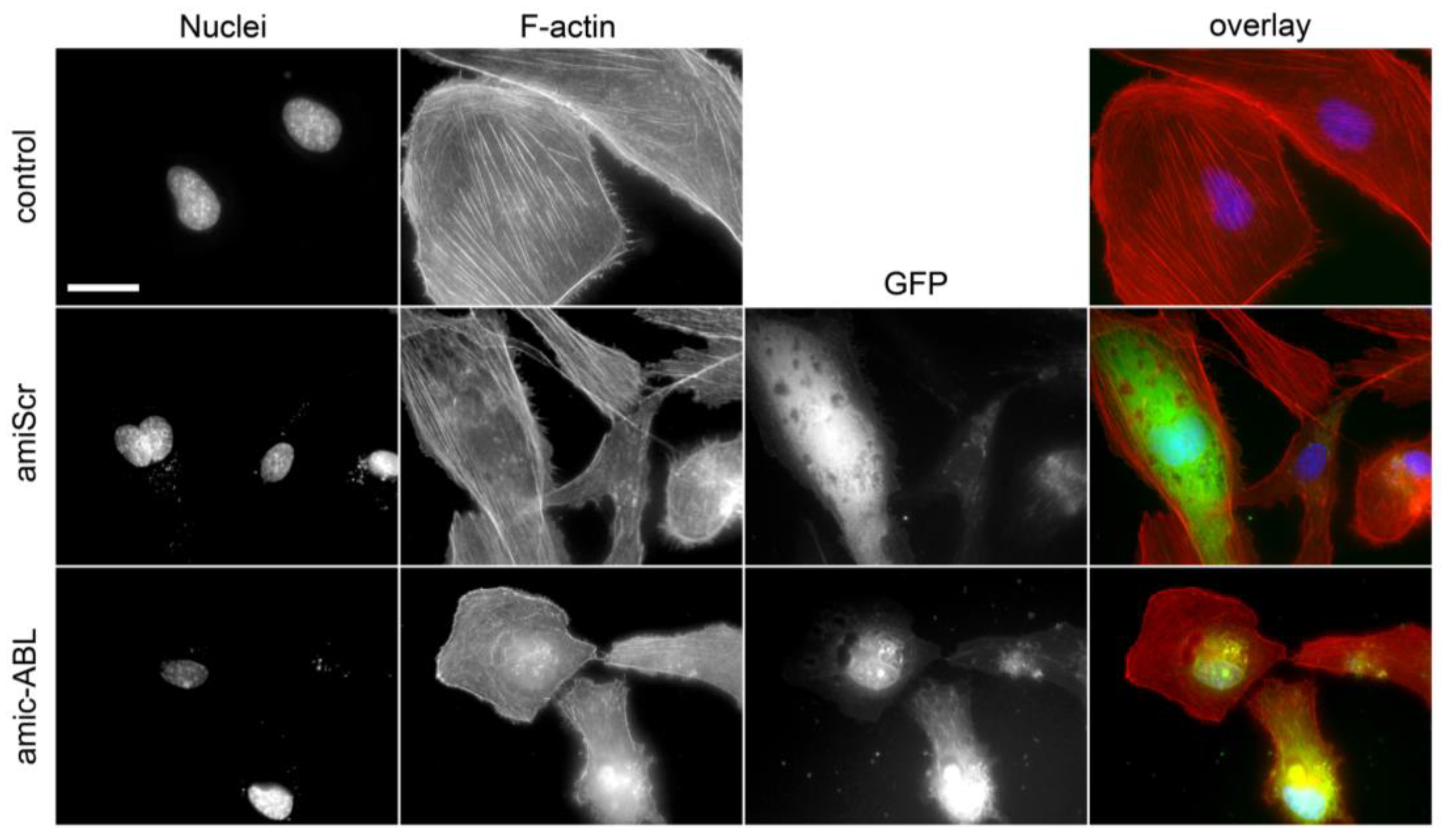 Viruses 15 01437 g004 Viruses 15 01437 g004