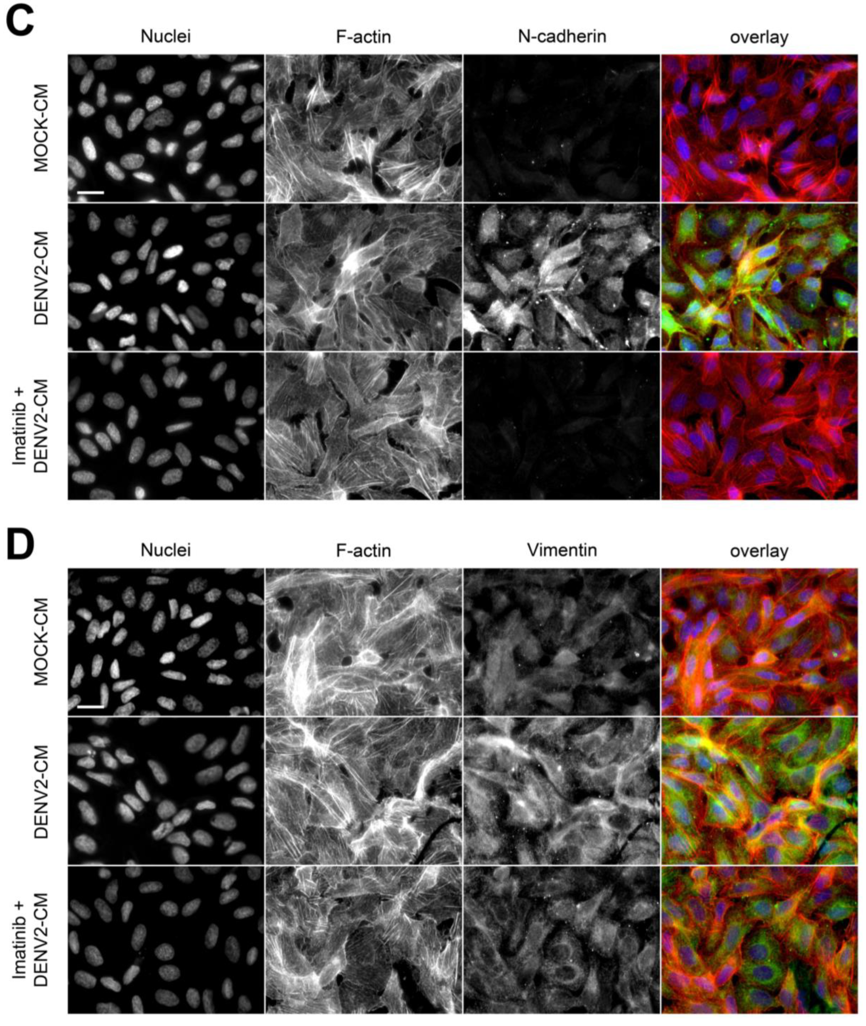 Viruses 15 01437 g005b Viruses 15 01437 g005b