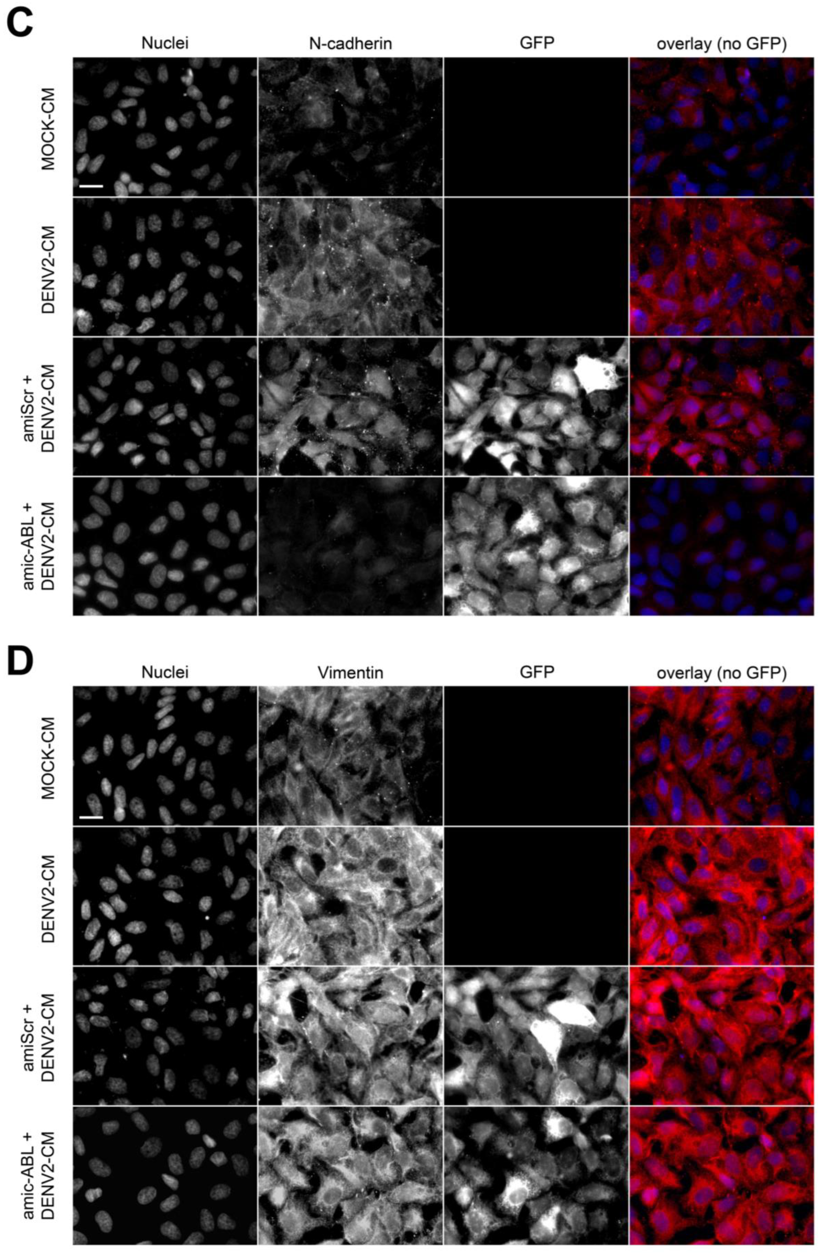 Viruses 15 01437 g006b Viruses 15 01437 g006b