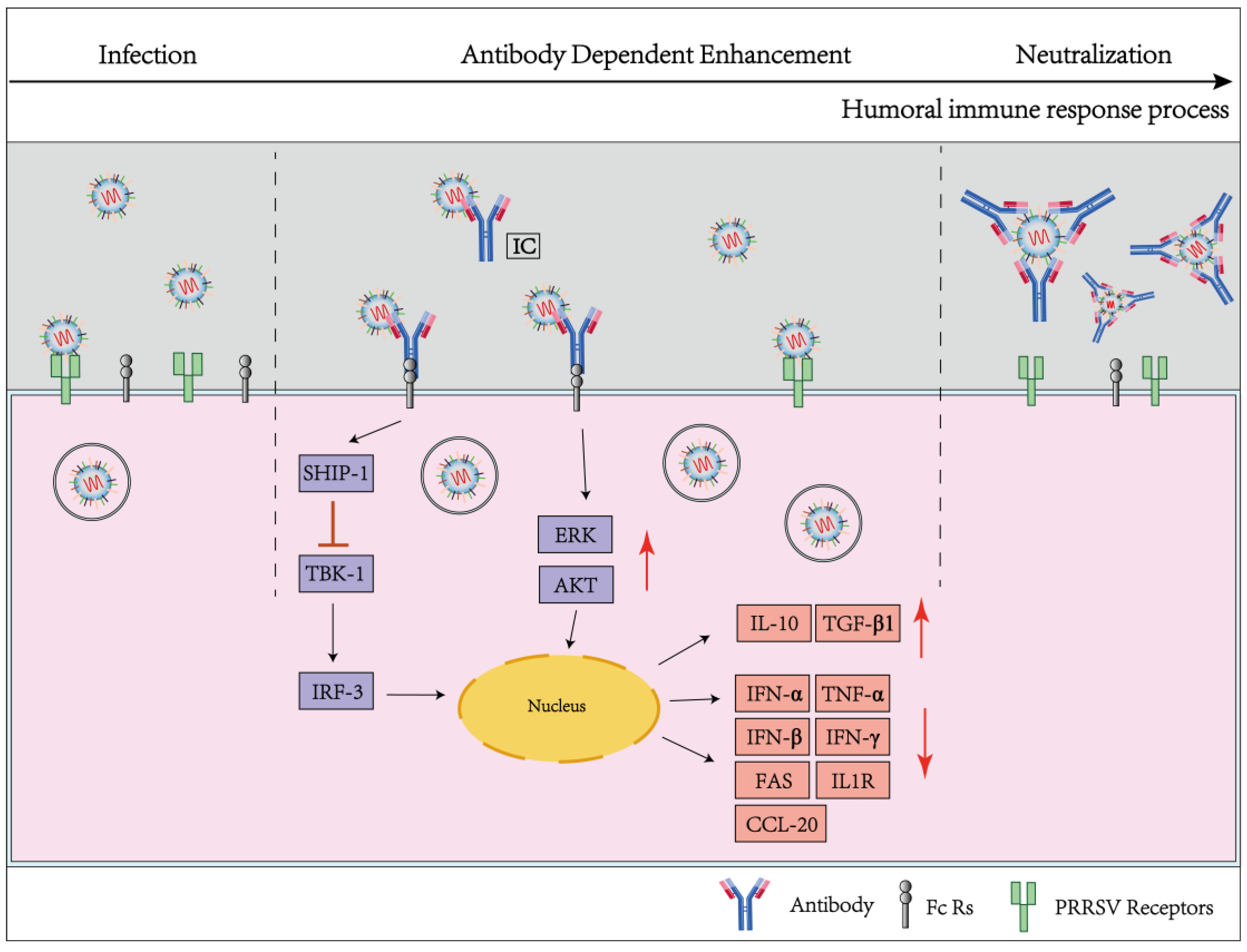 Viruses 15 01442 g002