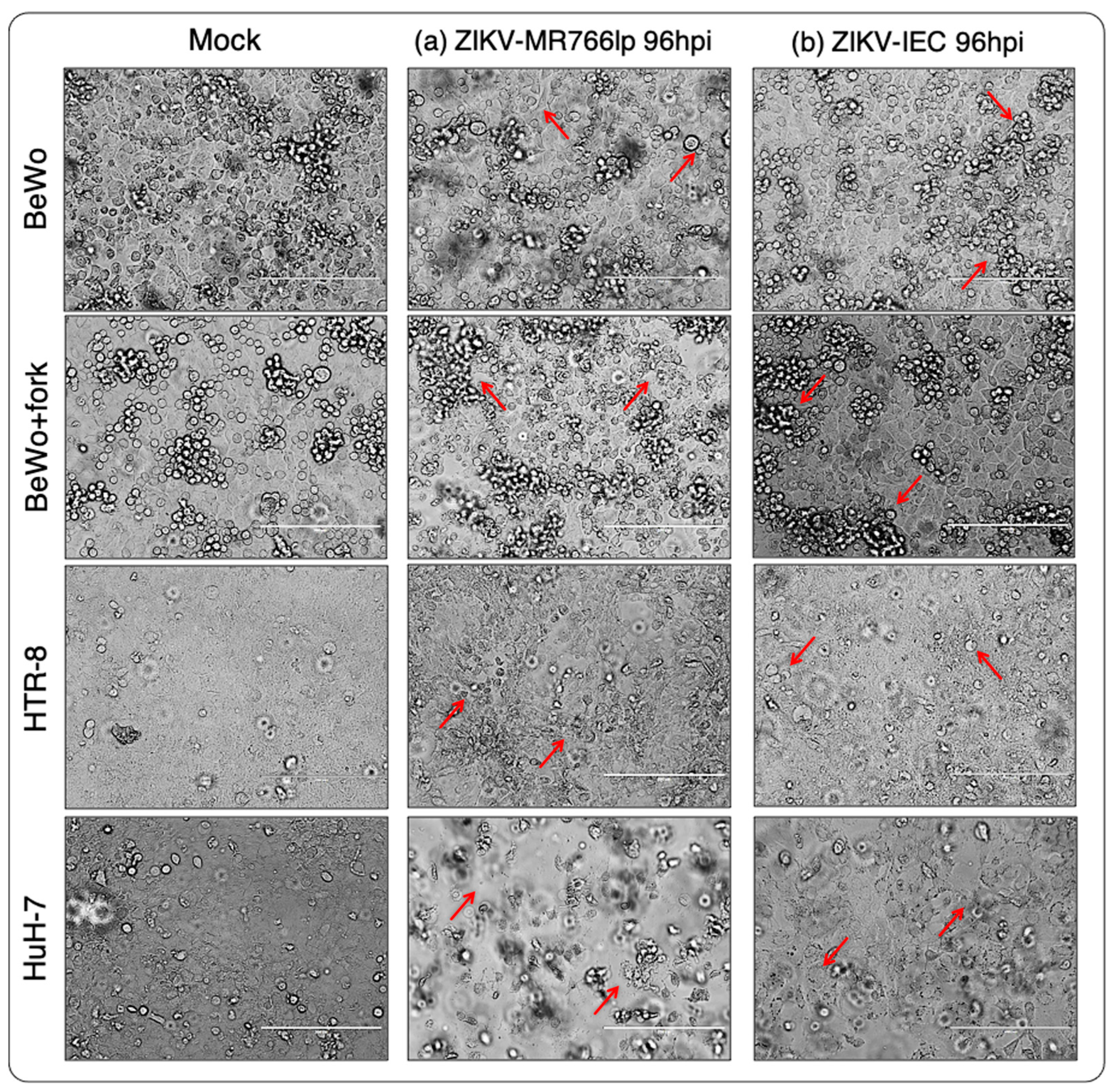 Viruses 15 01446 g002 Viruses 15 01446 g002