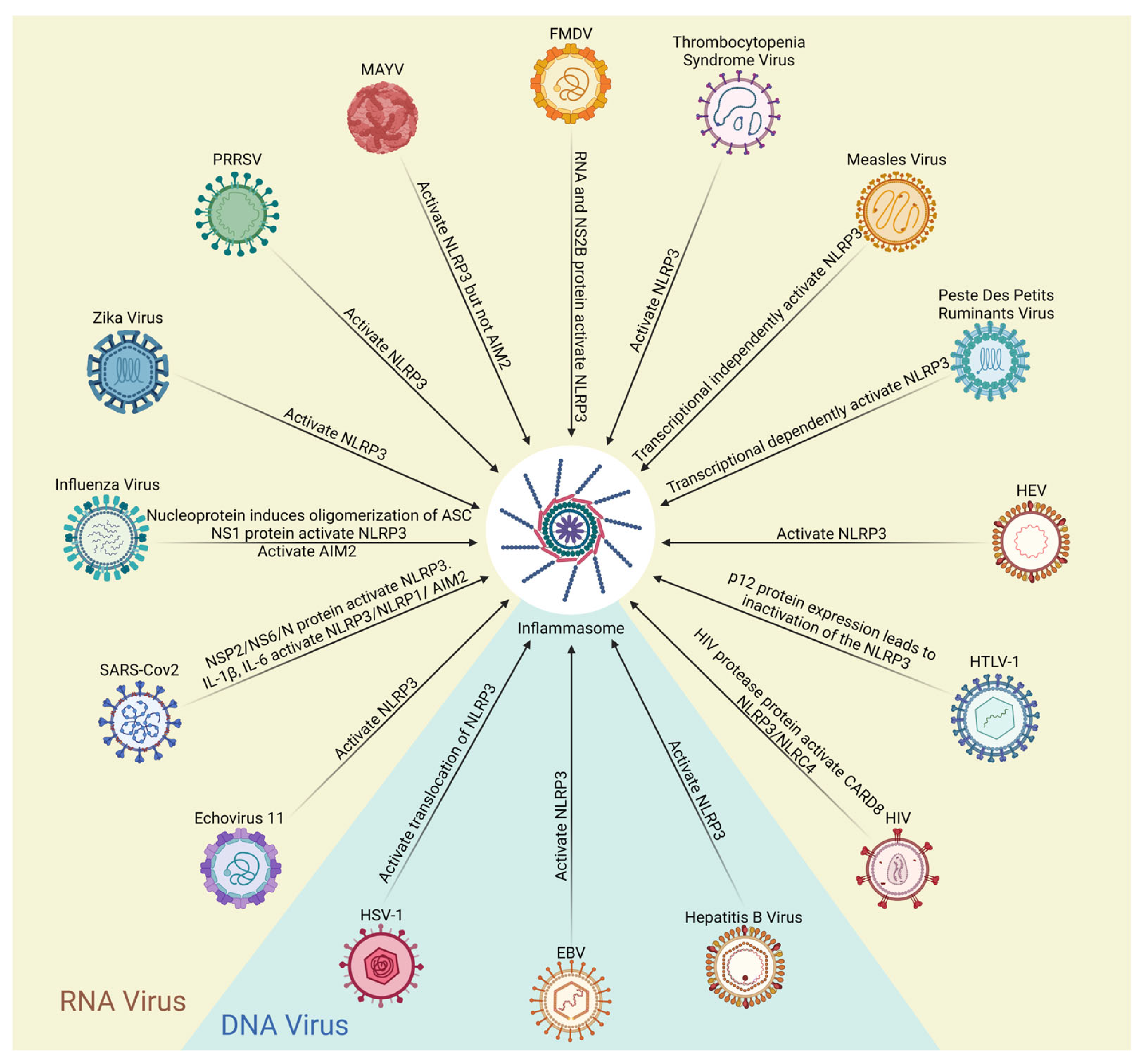 Therapeutic modulation of inflammasome pathways - Chauhan - 2020