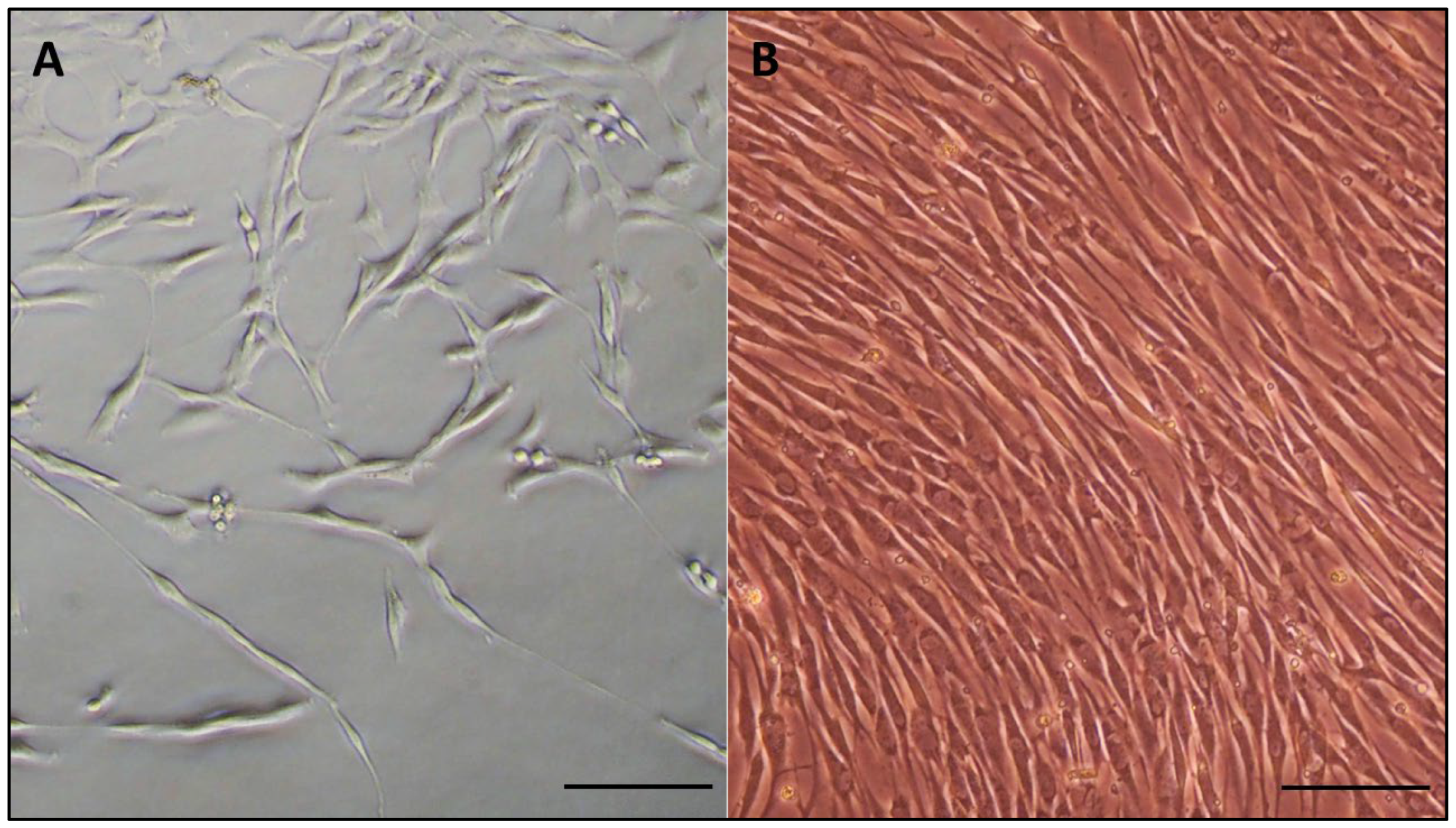 Viruses 15 01455 g001 Viruses 15 01455 g001