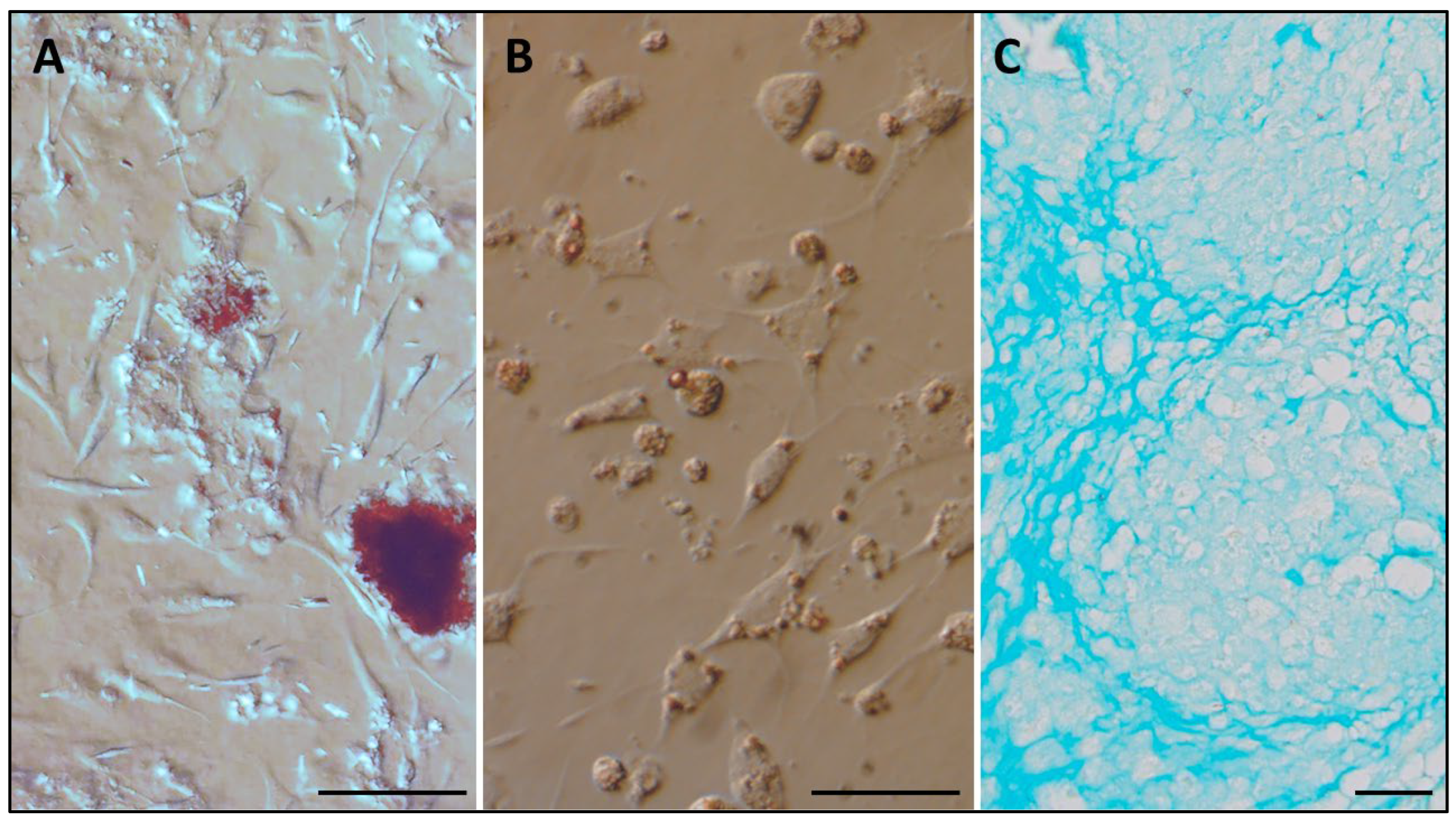 Viruses 15 01455 g003 Viruses 15 01455 g003