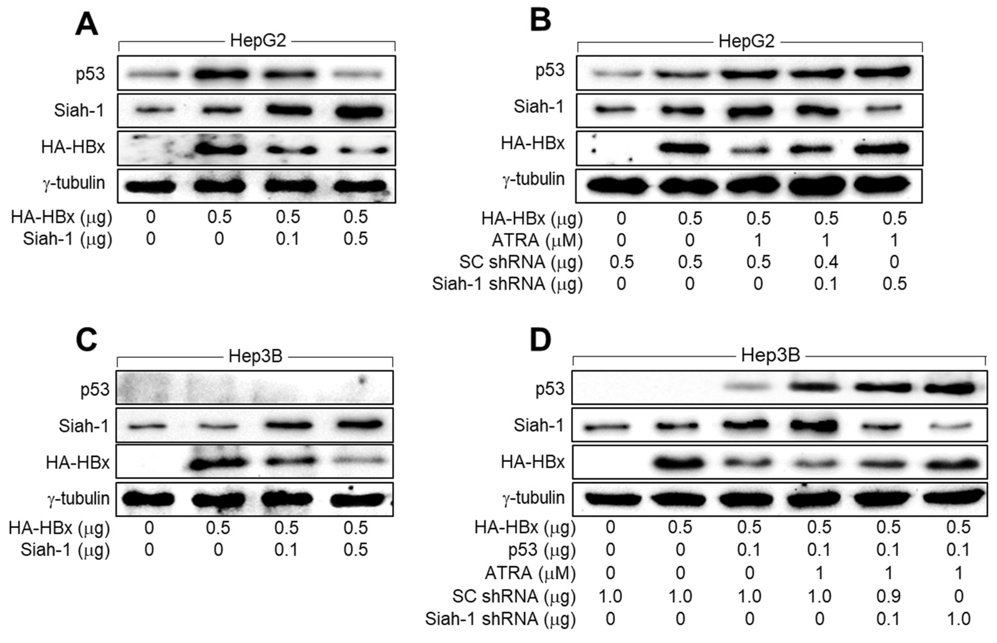 Viruses 15 01456 g005