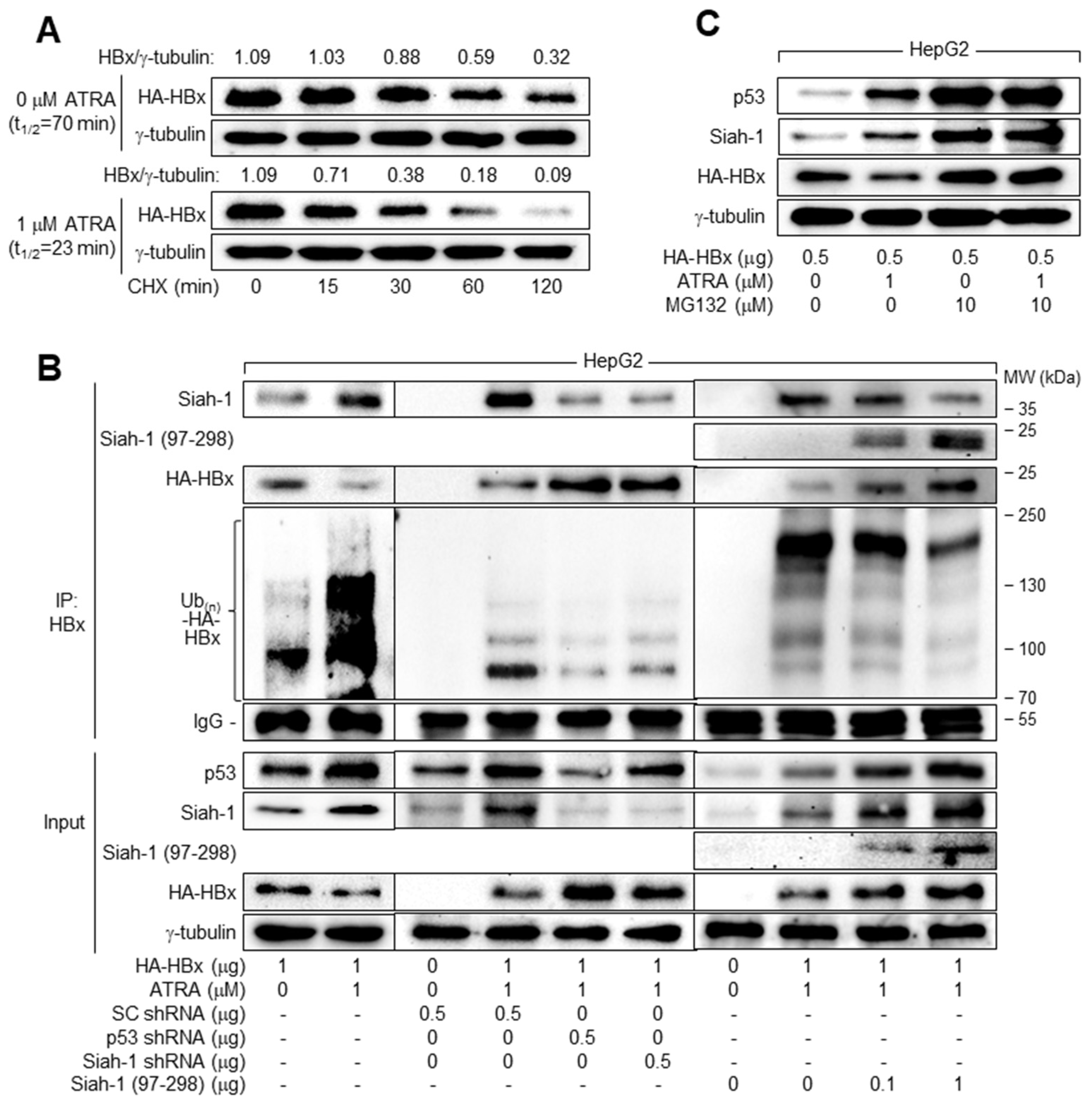 Viruses 15 01456 g006