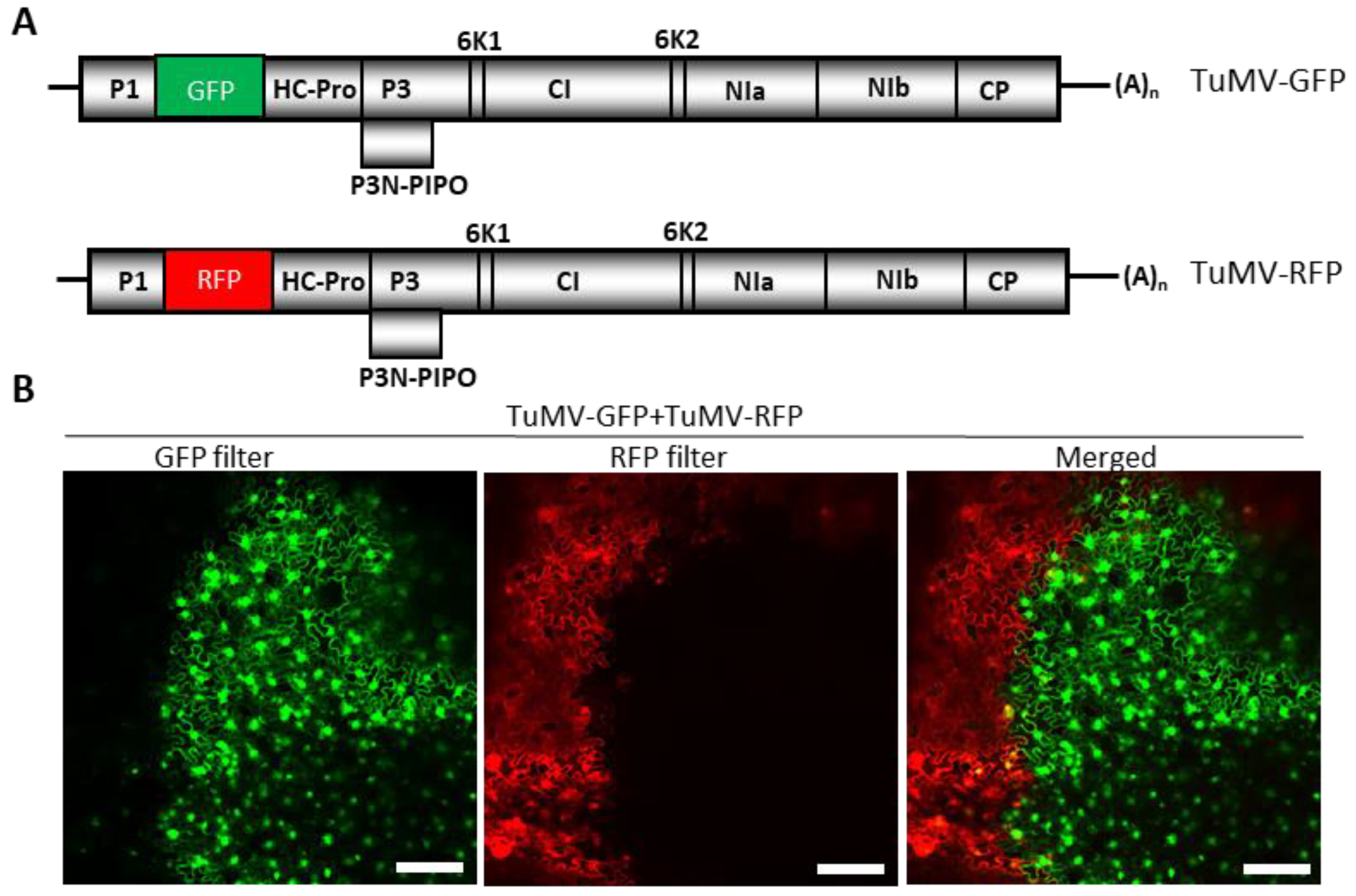 P3 and NIa-Pro of Turnip Mosaic Virus Are Independent Elicitors of