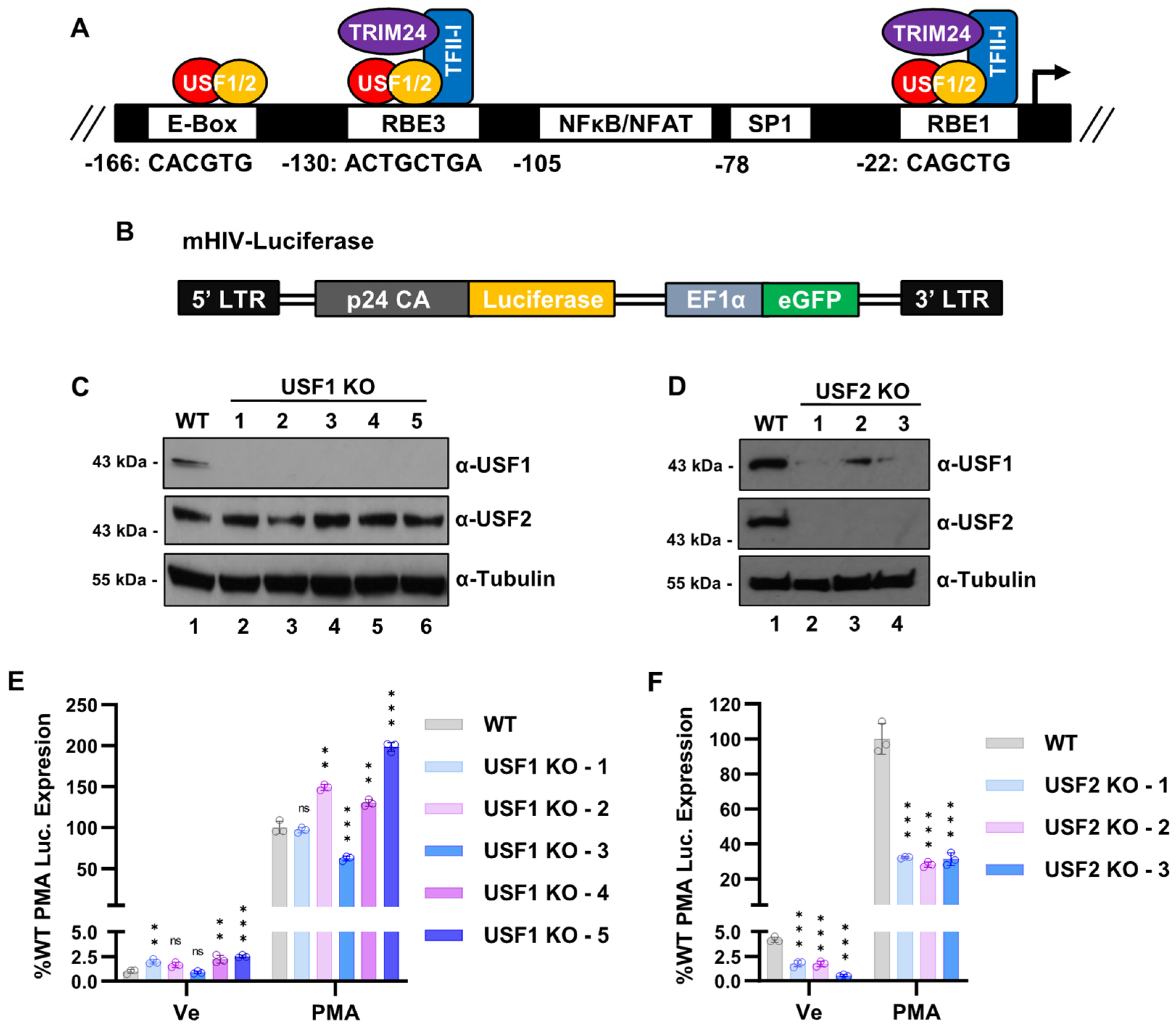 Viruses 15 01470 g001