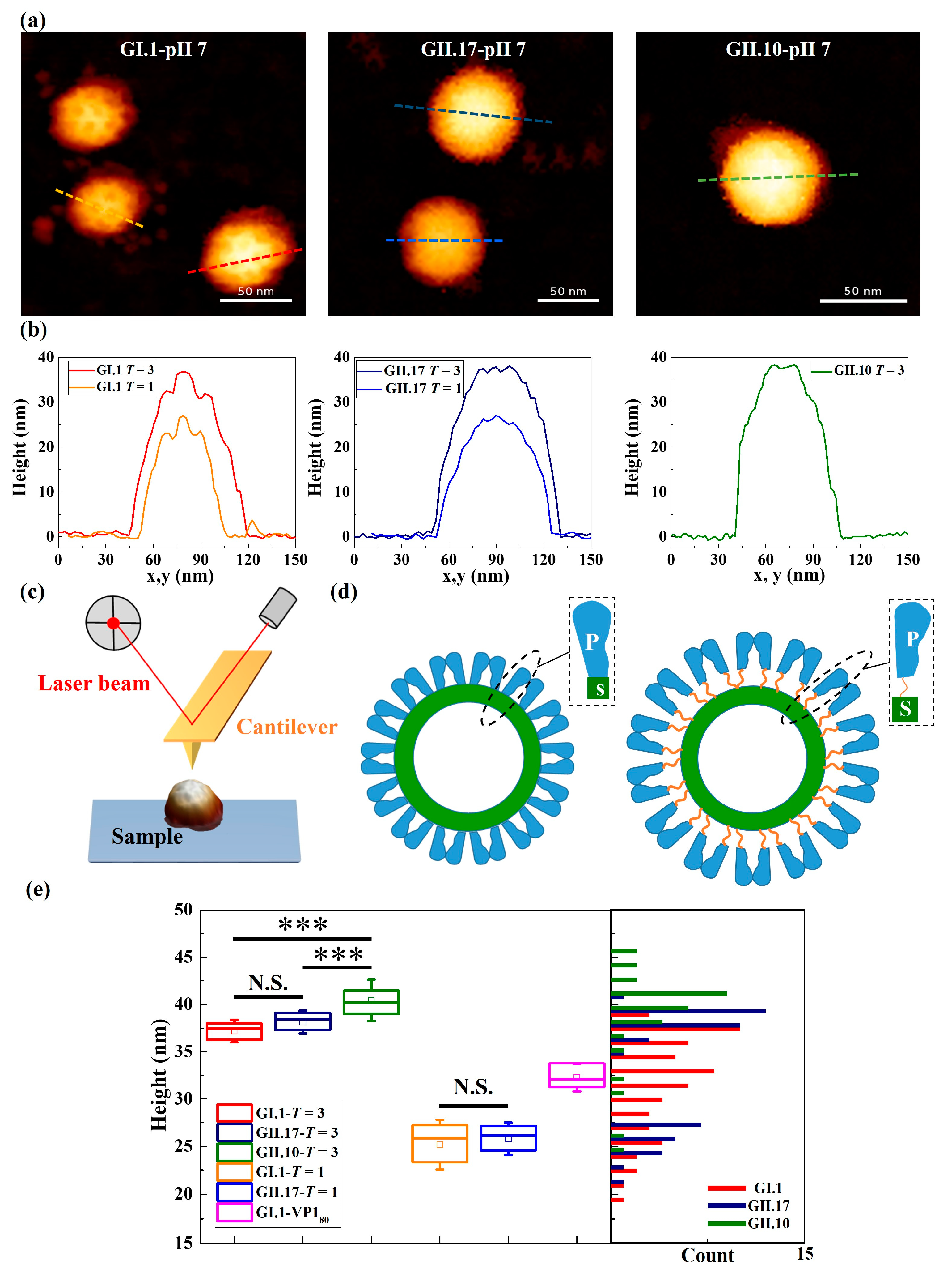 Viruses 15 01482 g001 Viruses 15 01482 g001