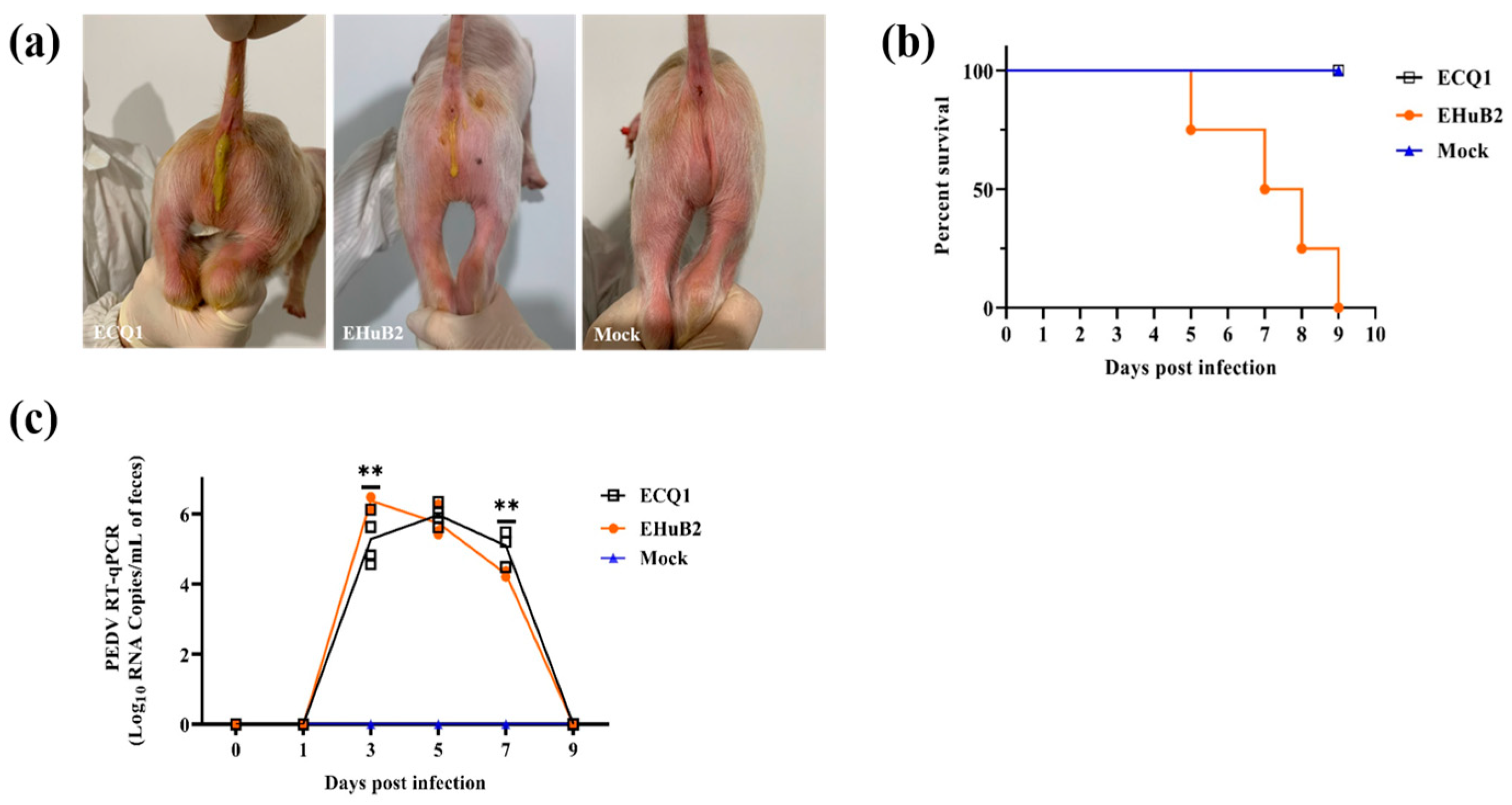 Viruses 15 01492 g005