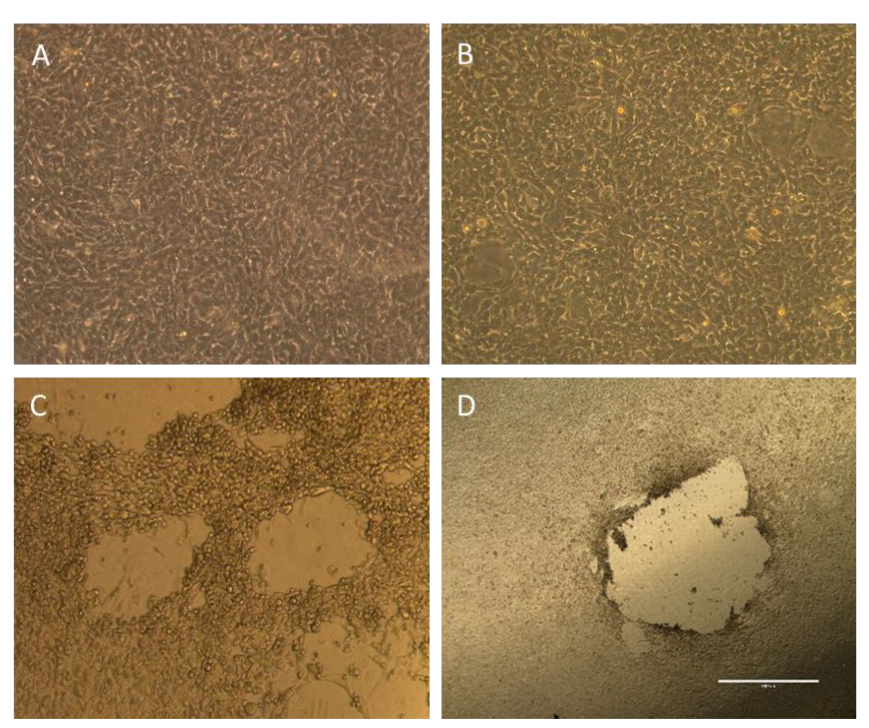 Viruses 15 01495 g002