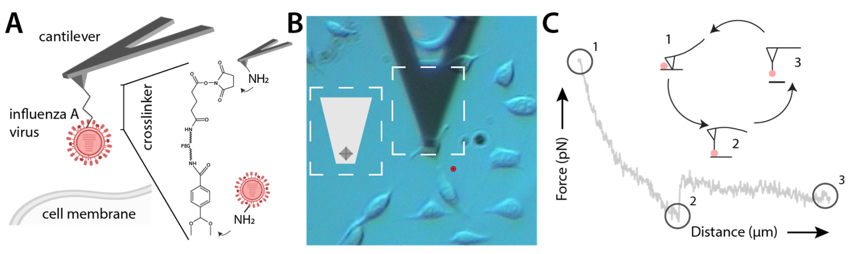 Viruses 15 01507 g002 Viruses 15 01507 g002