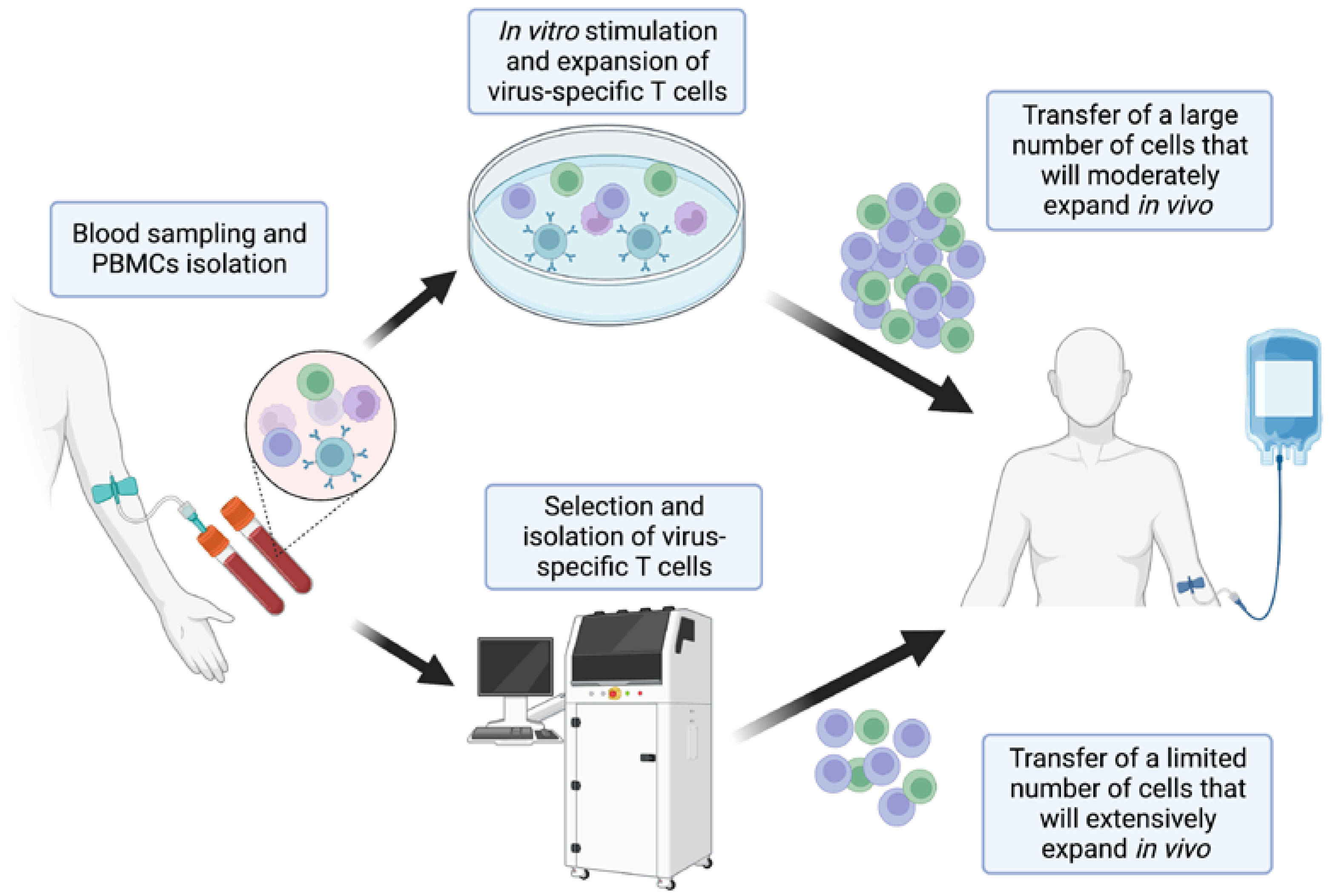 Viruses | Free Full-Text | Virus-Specific T-Cell Therapy for Viral