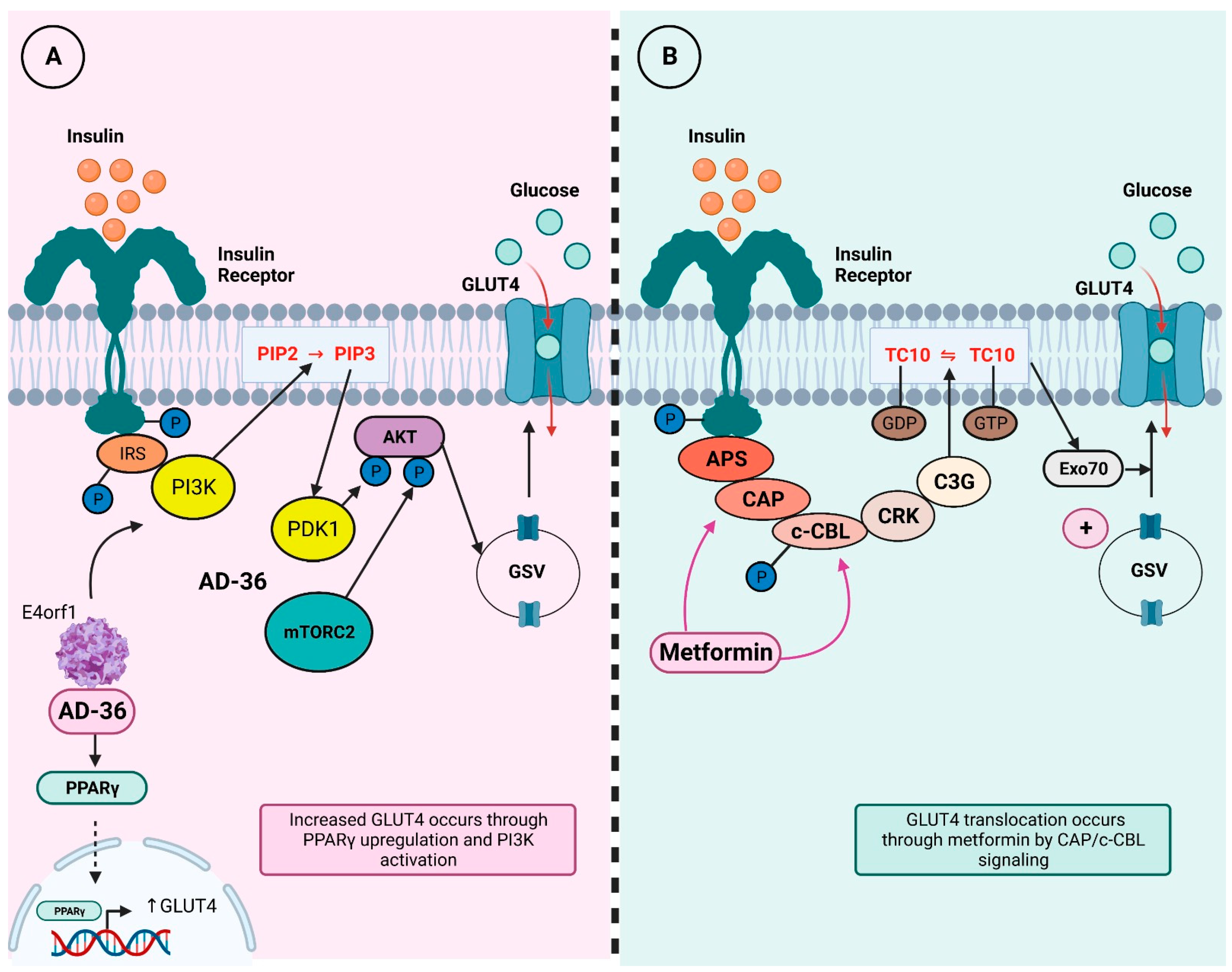 Viruses 15 01514 g001