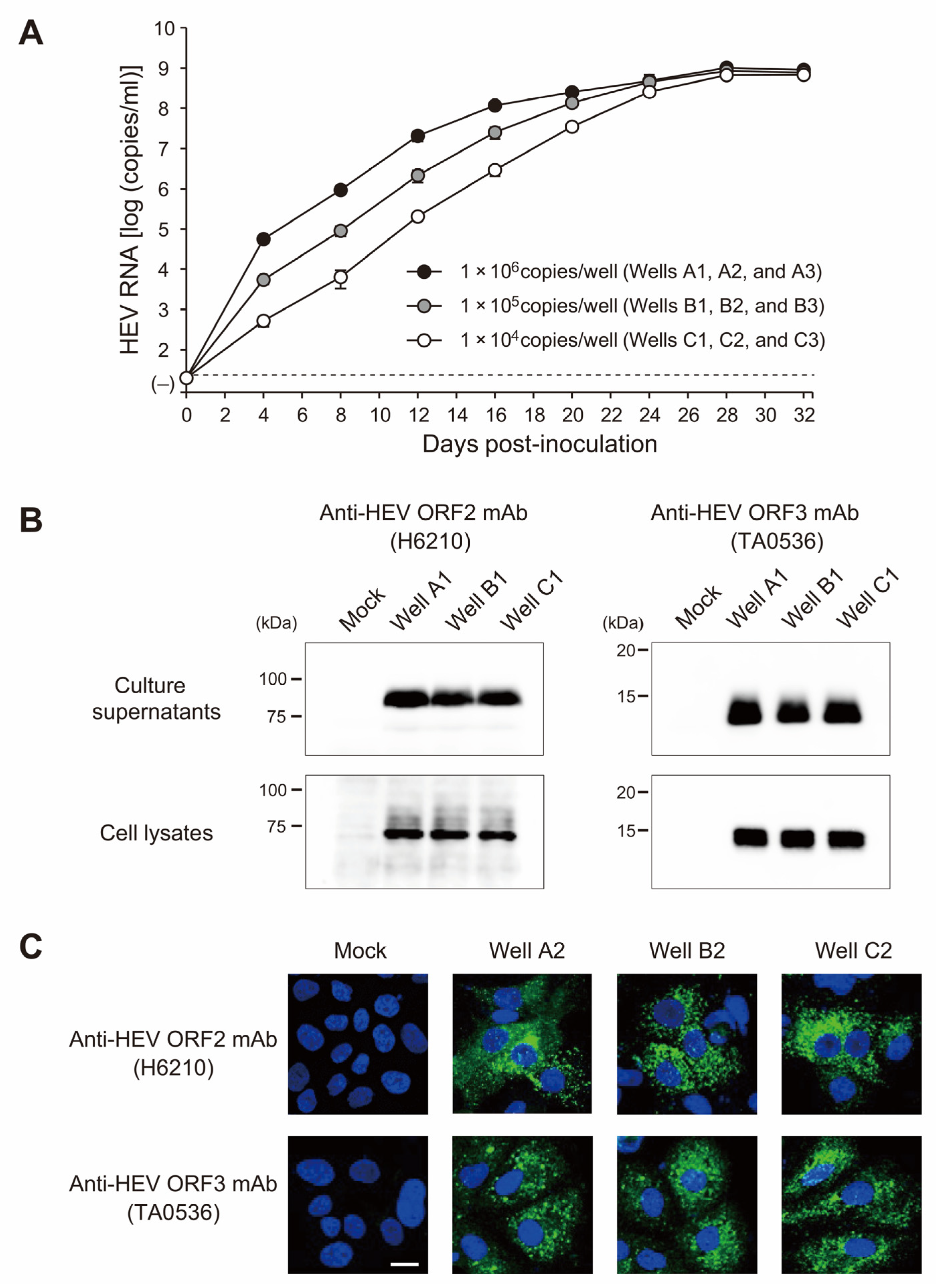 Viruses 15 01516 g005 Viruses 15 01516 g005