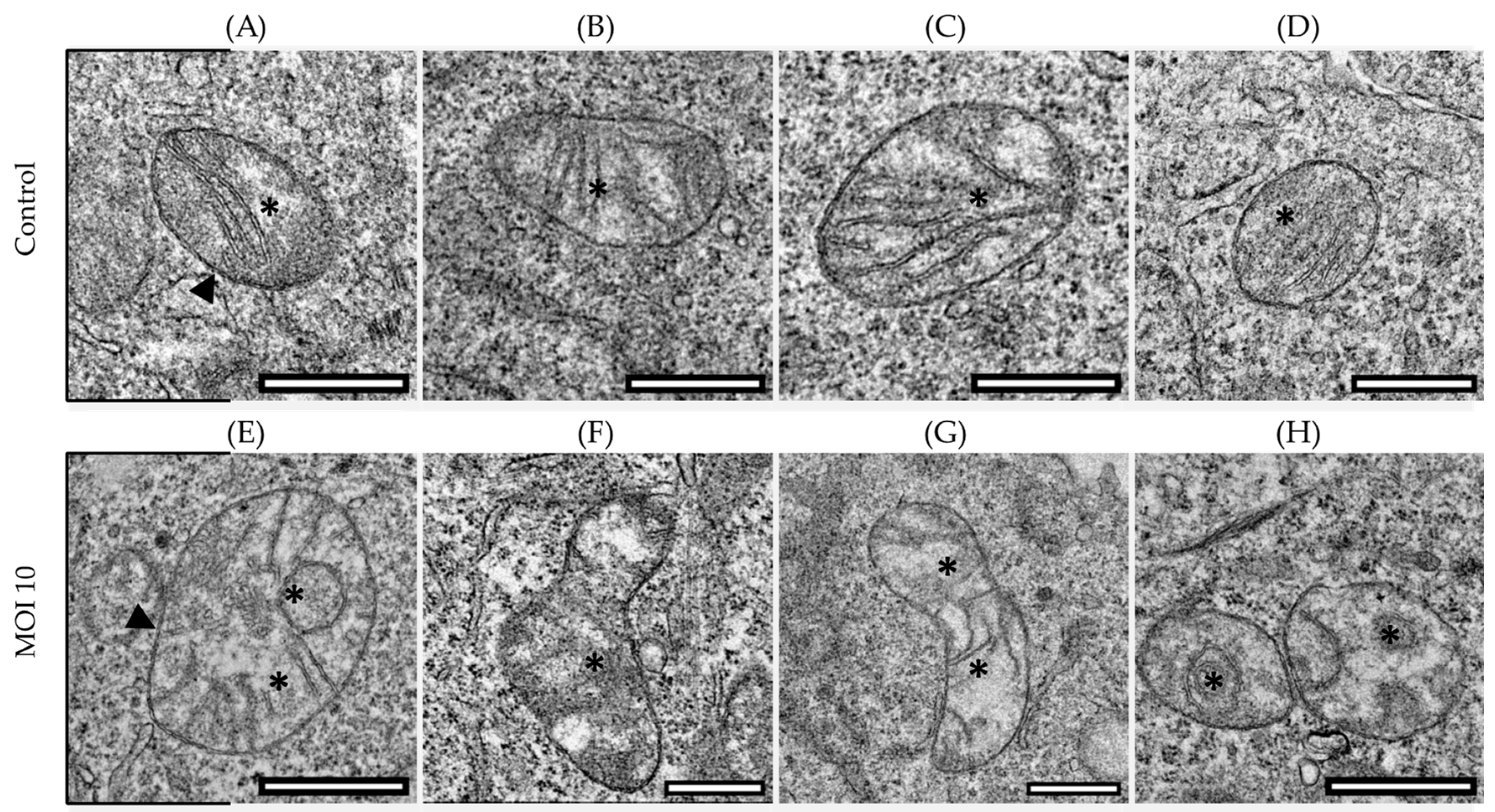 Viruses 15 01518 g001 Viruses 15 01518 g001