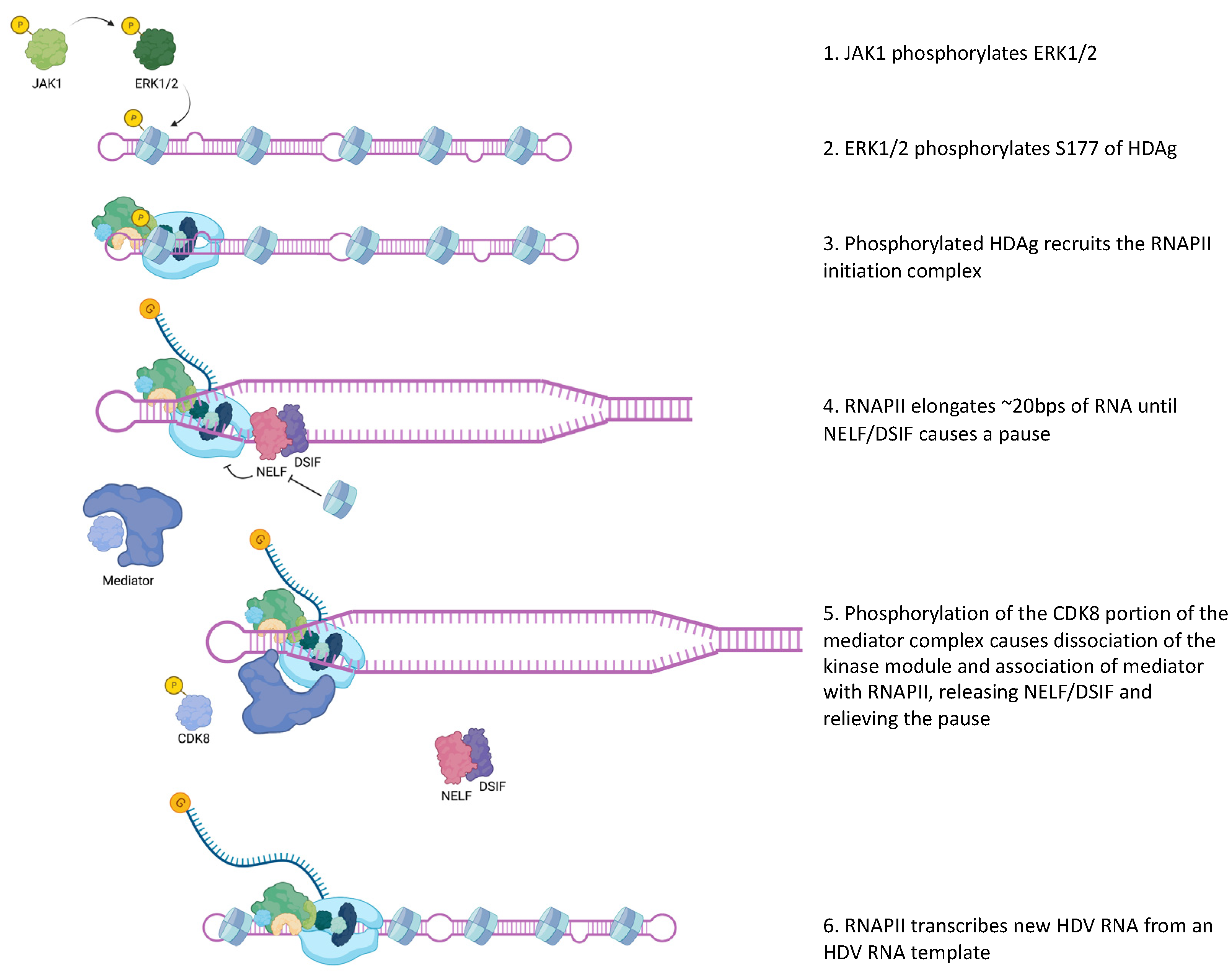 Viruses 15 01530 g002 550
