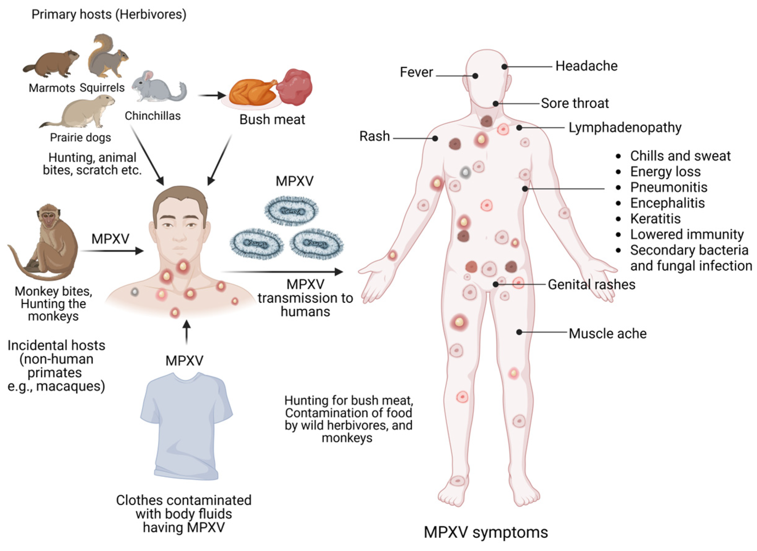 Evidence of human-to-dog transmission of monkeypox virus - The Lancet