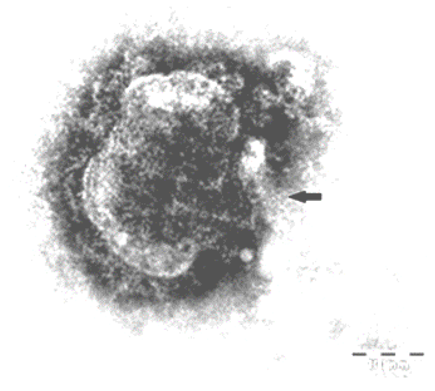 Viruses 15 01536 g003