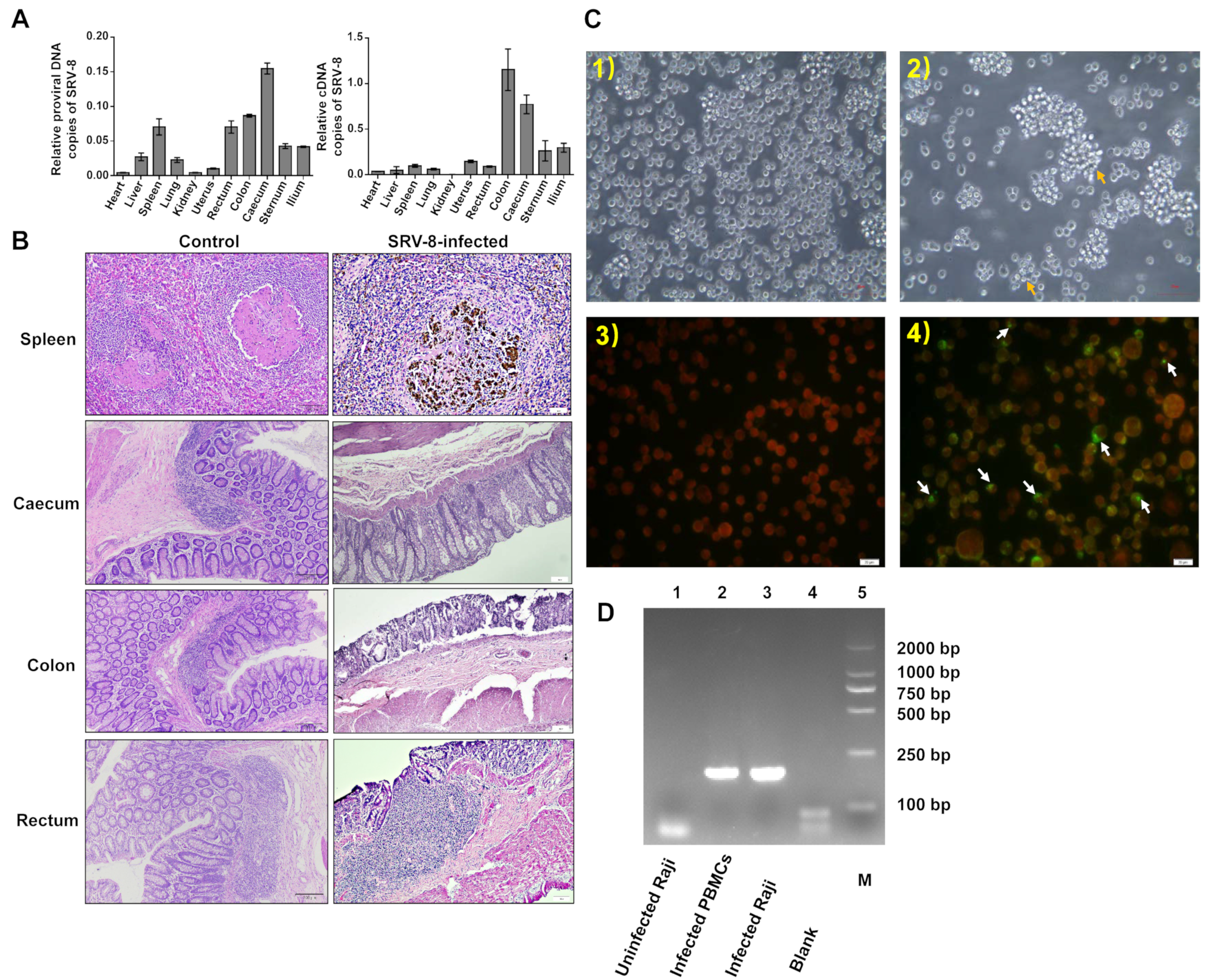 Viruses 15 01538 g002 Viruses 15 01538 g002