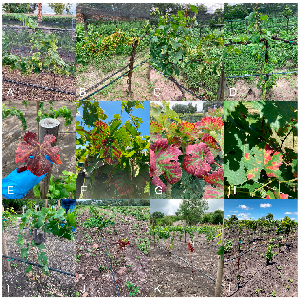 Viruses 15 01561 g001 Viruses 15 01561 g001