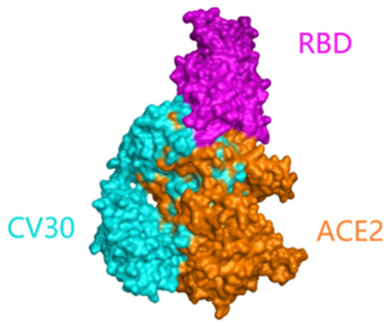 Combining MOE Bioinformatics Analysis and In Vitro Pseudovirus ...