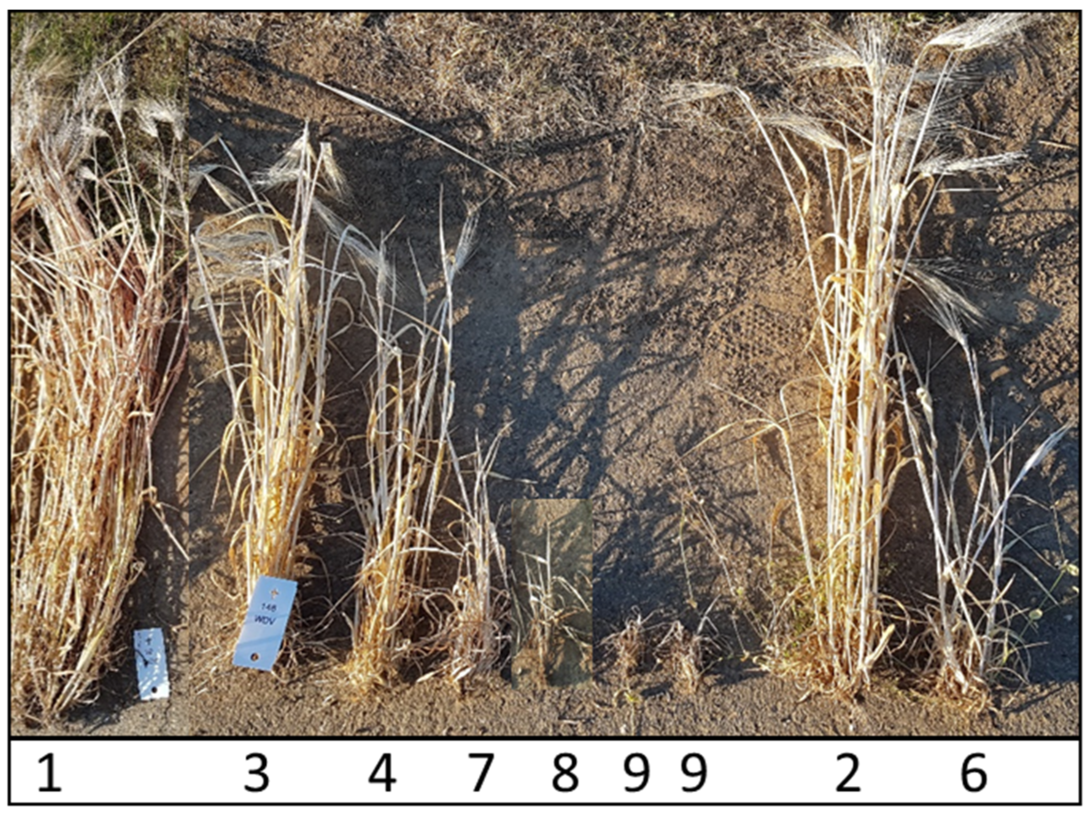 Viruses 15 01568 g001 Viruses 15 01568 g001