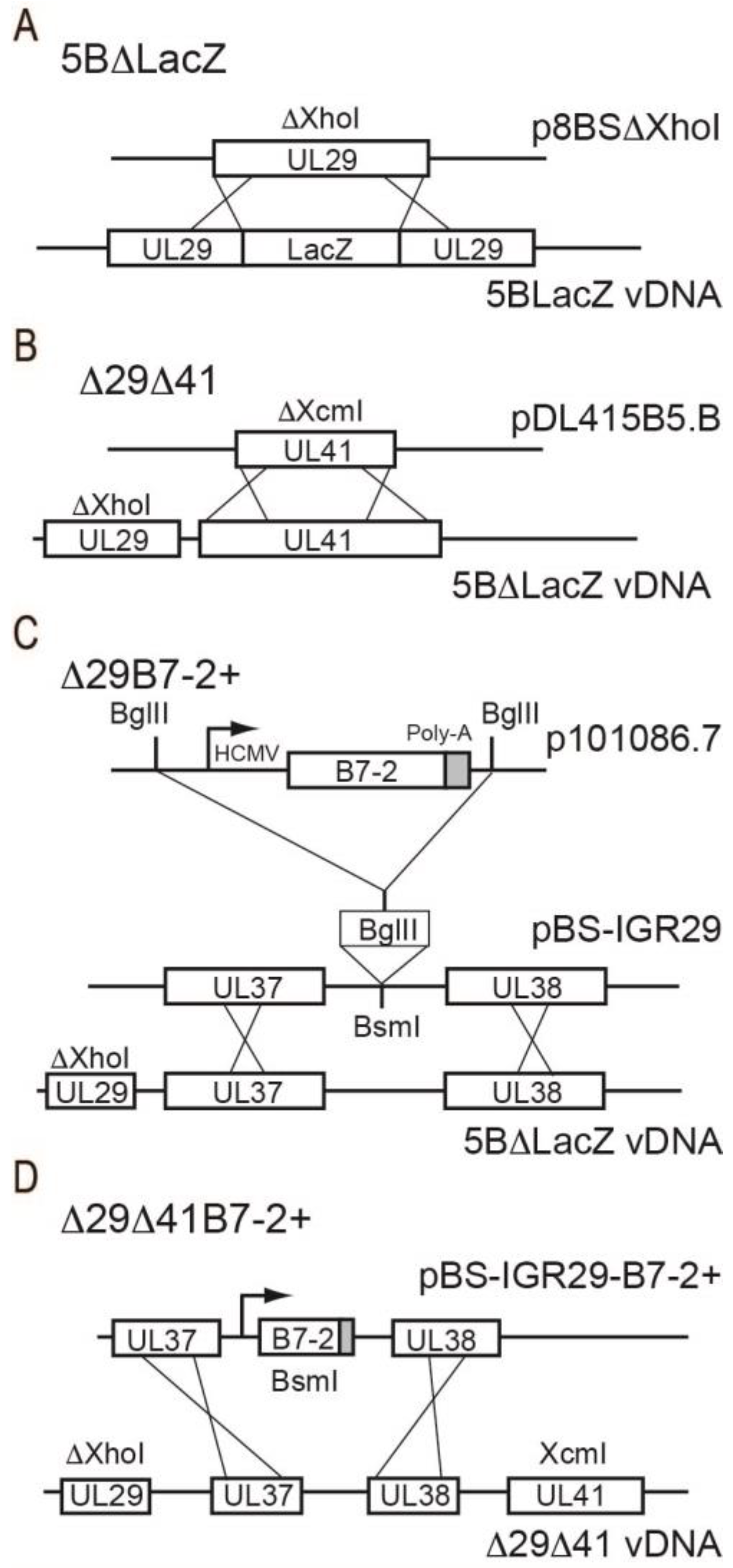 Viruses 15 01570 g001