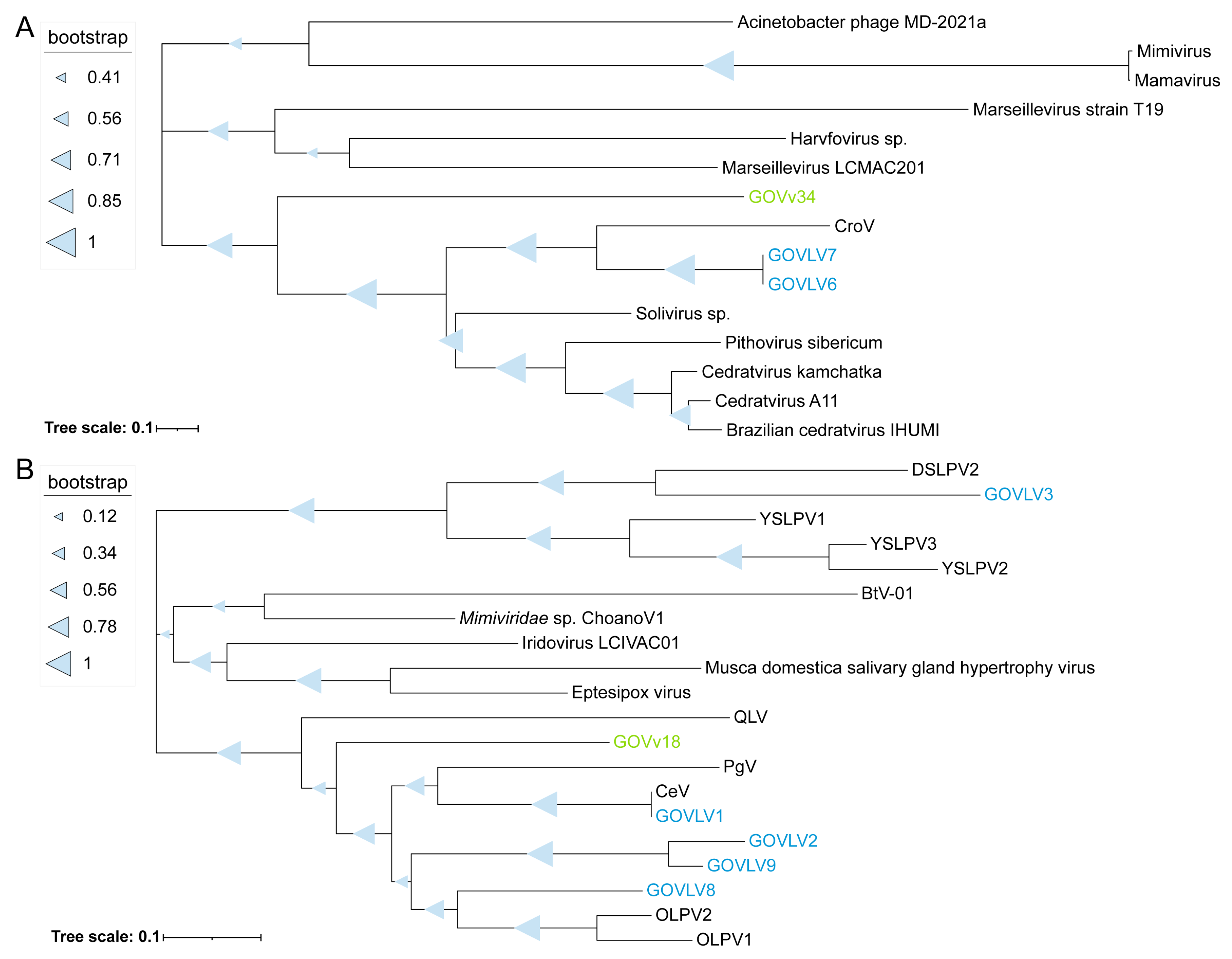 Viruses 15 01582 g007 Viruses 15 01582 g007