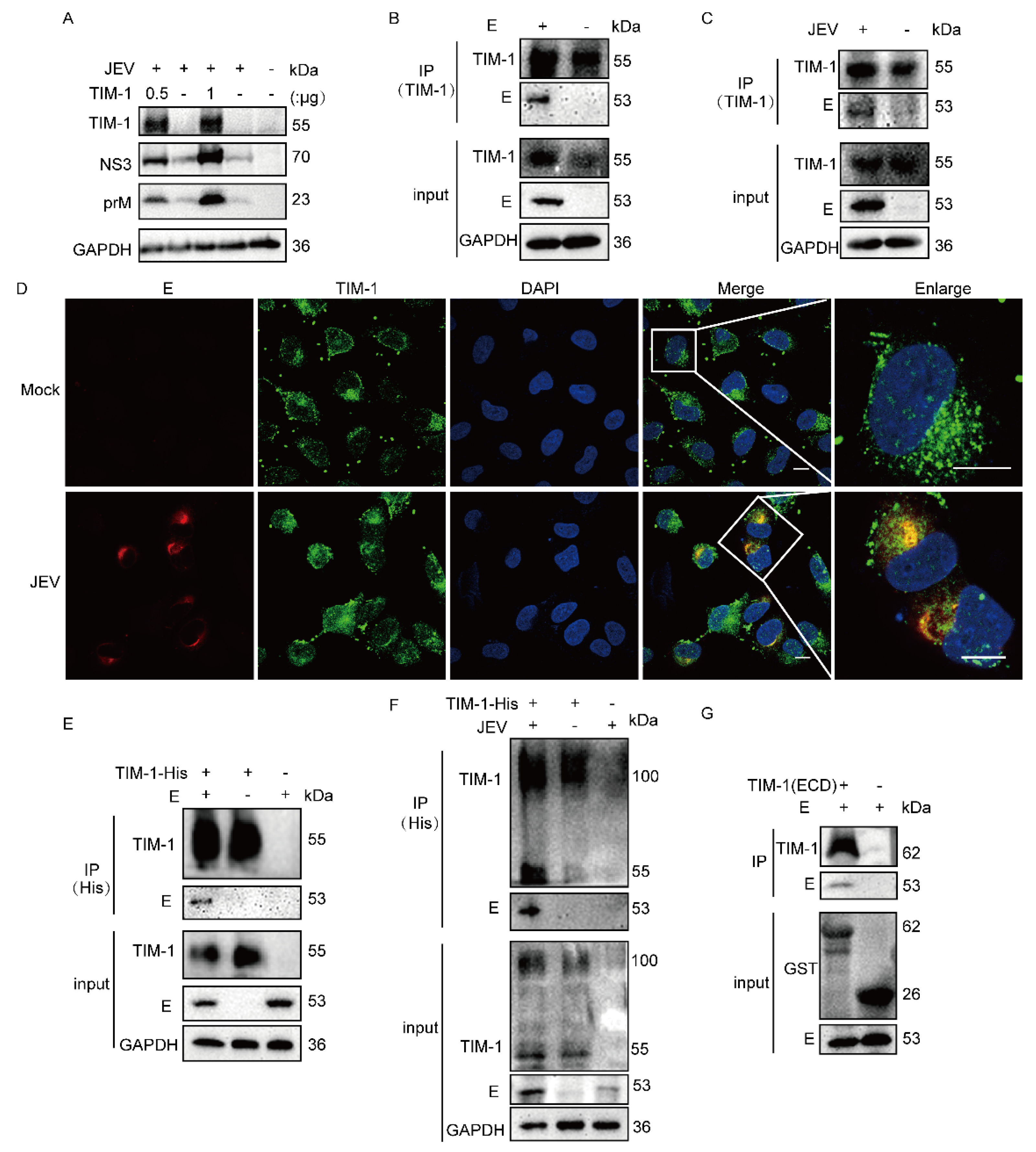 Viruses 15 01589 g001 Viruses 15 01589 g001