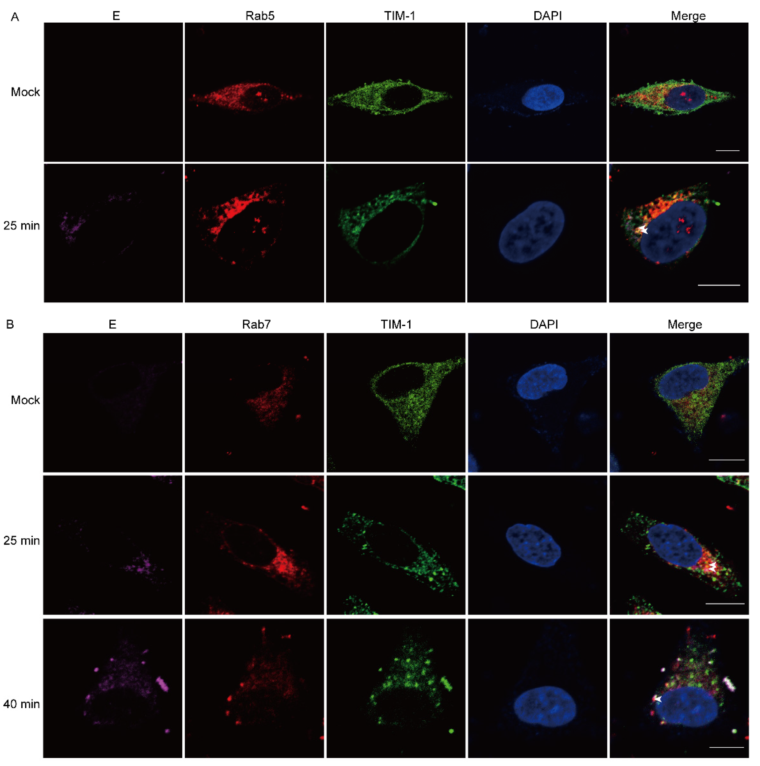 Viruses 15 01589 g003 Viruses 15 01589 g003
