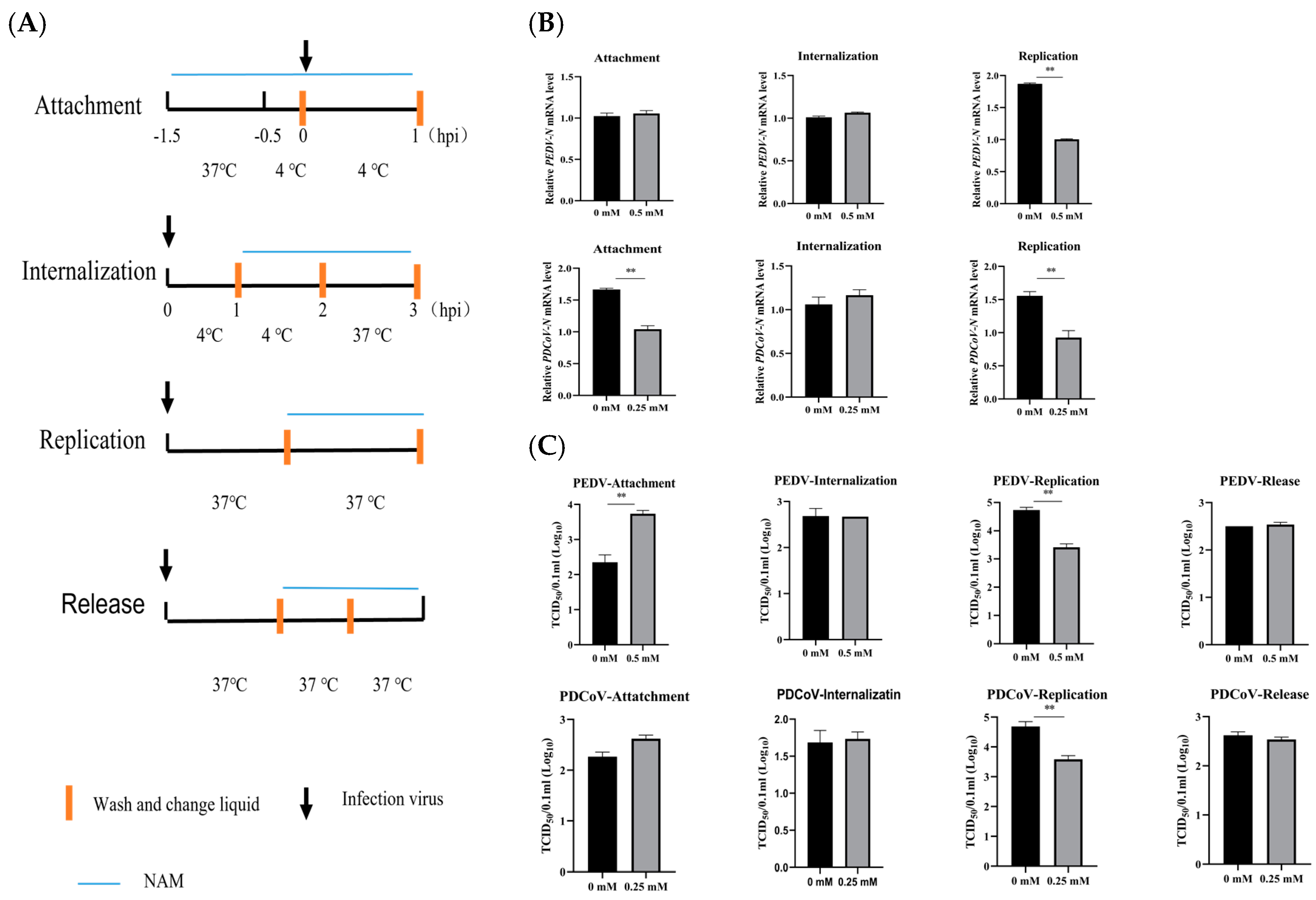 Viruses 15 01591 g004