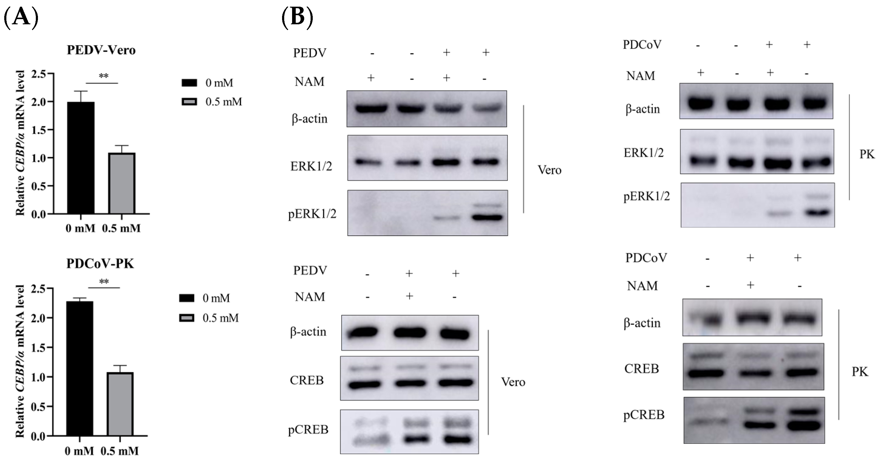 Viruses 15 01591 g006