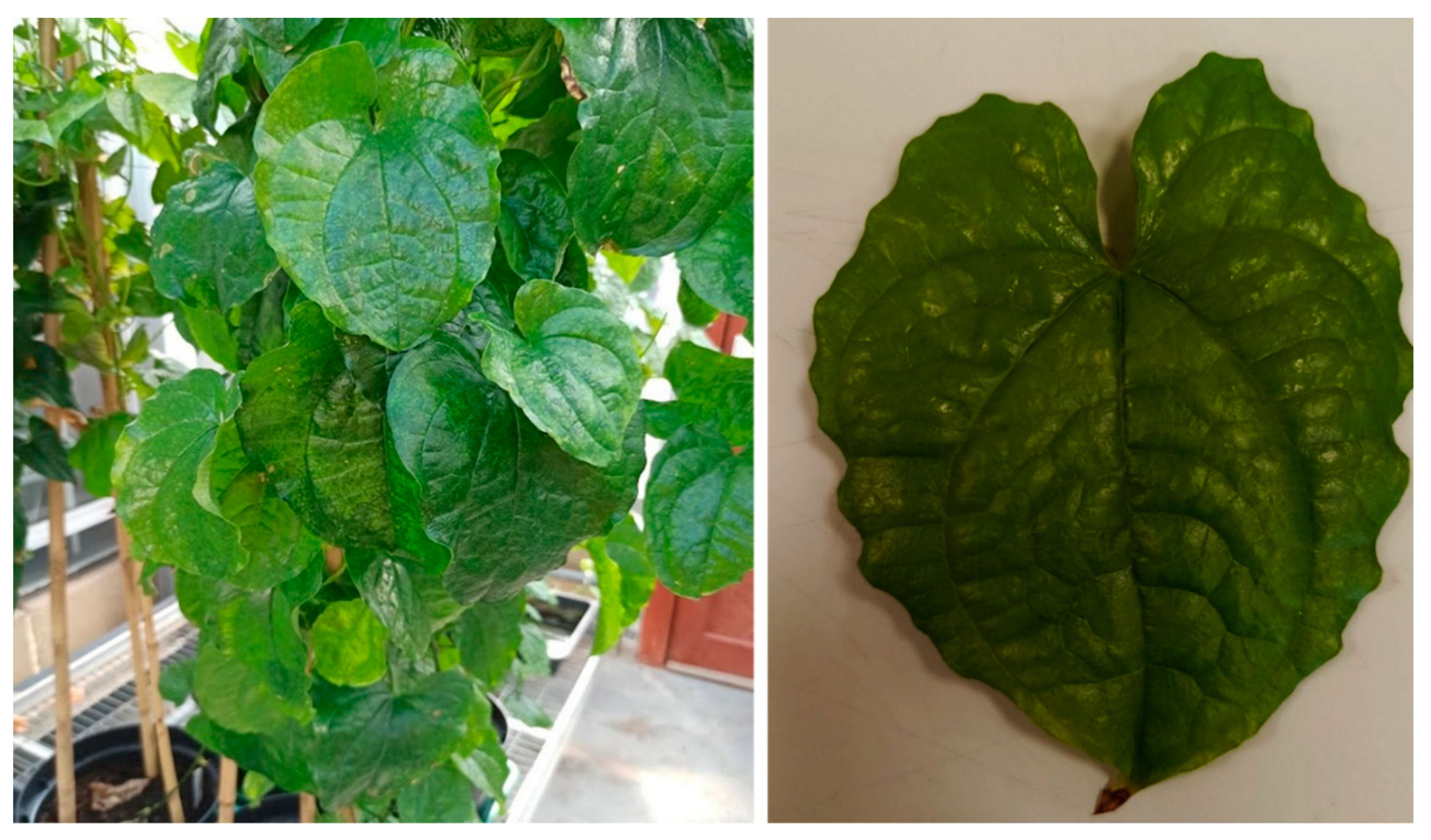 Viruses 15 01592 g002 Viruses 15 01592 g002