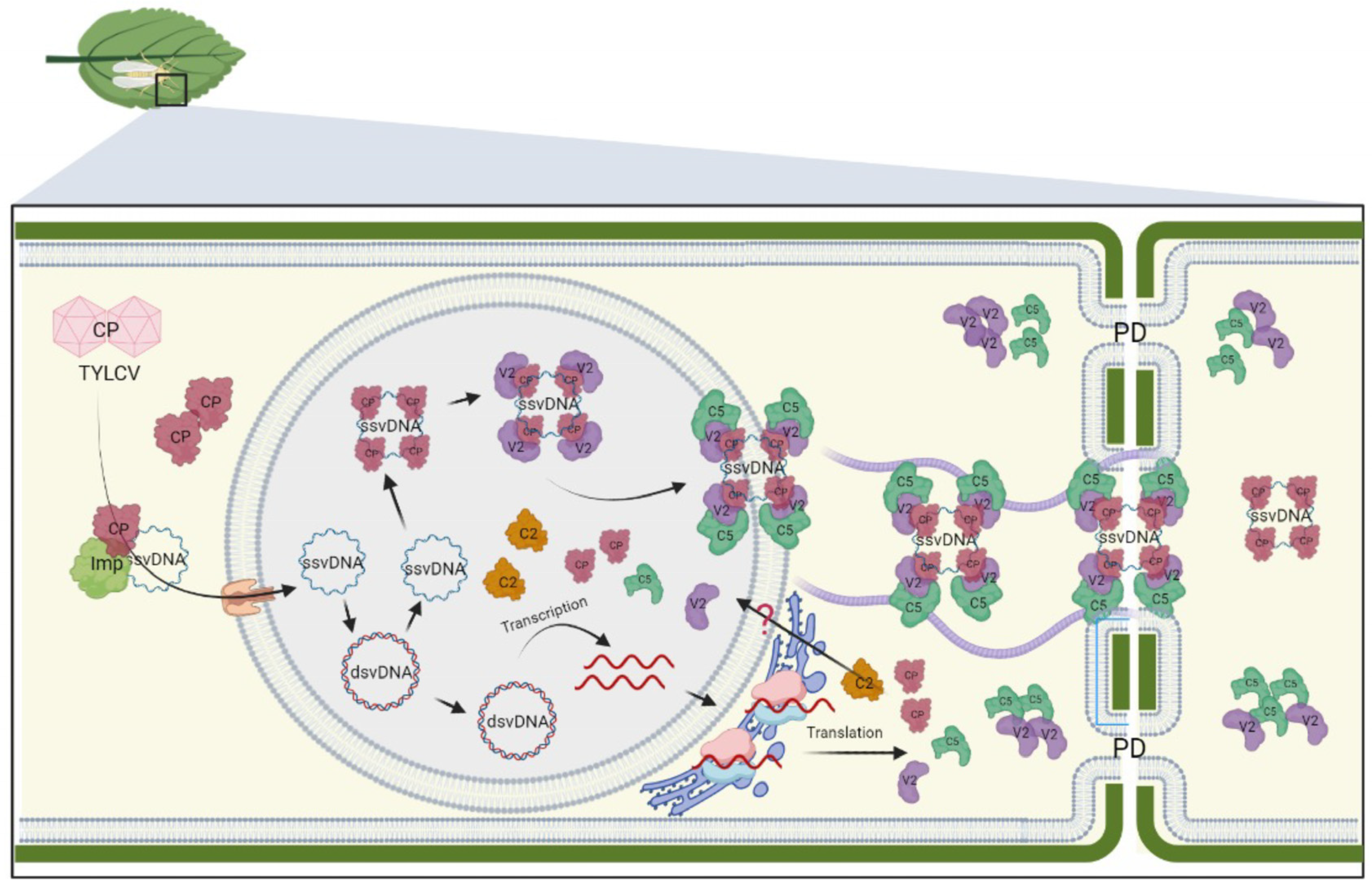 Viruses 15 01593 g002 Viruses 15 01593 g002