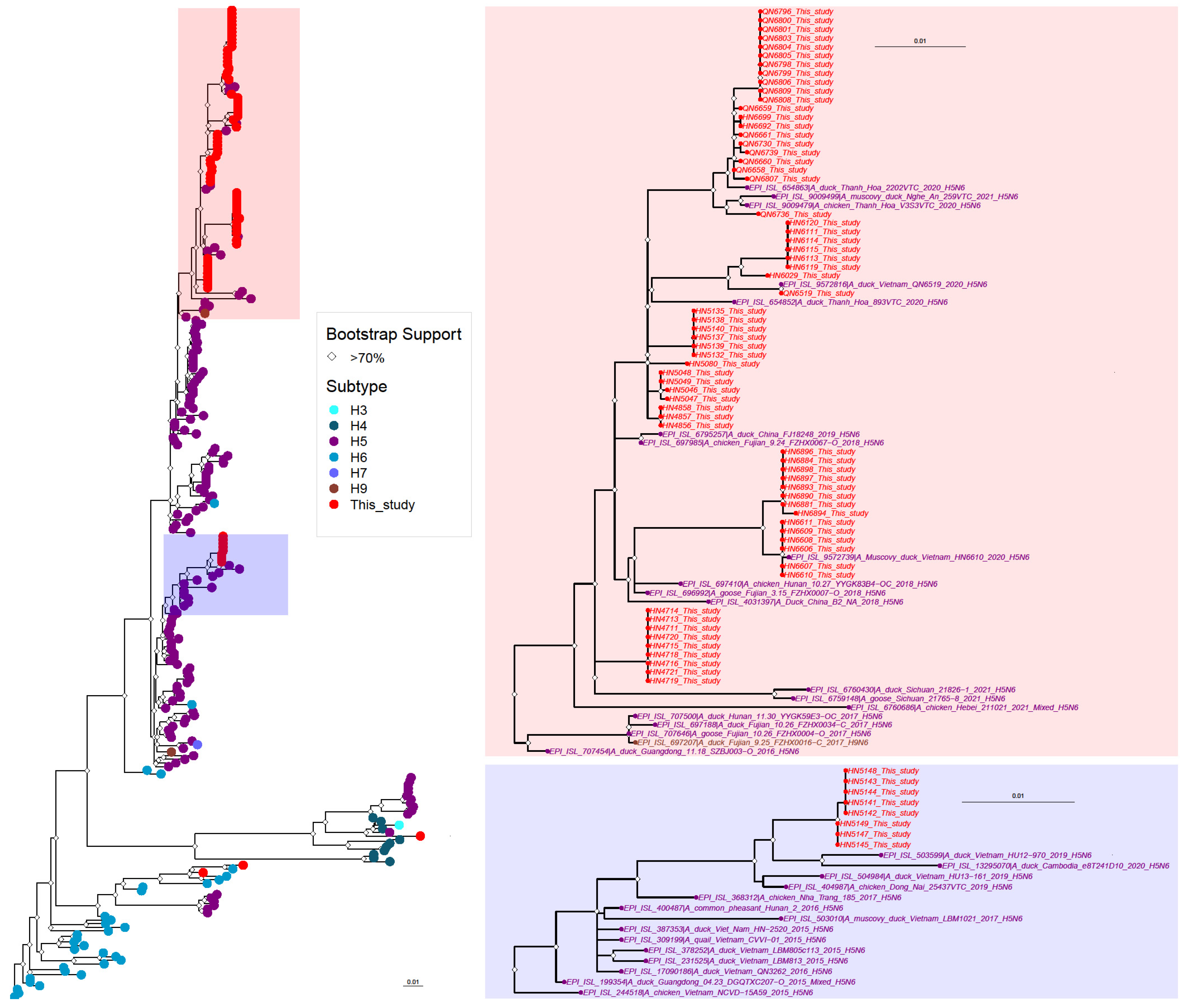 Viruses 15 01596 g003