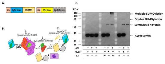 Viruses 15 01600 g001 550