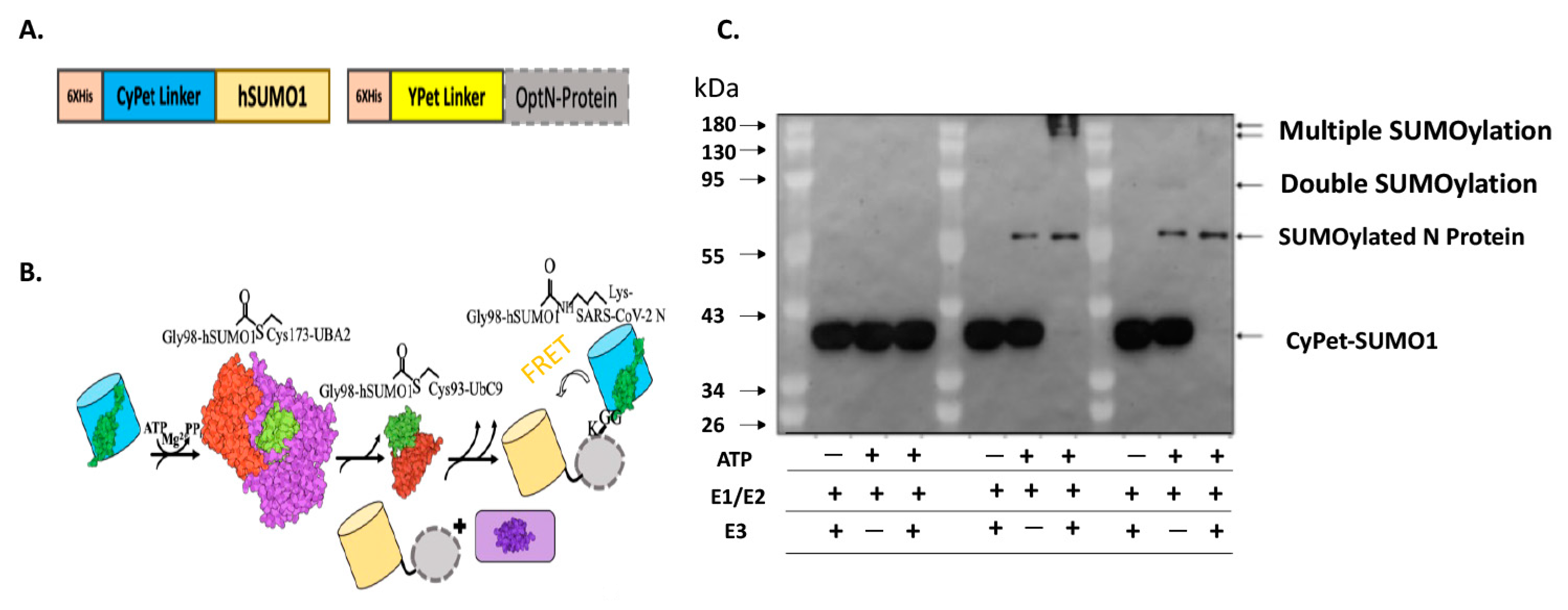 Viruses 15 01600 g001 Viruses 15 01600 g001